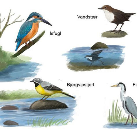 En illustration af Gudenåens fugle lavet af Gudenåkomitéen ved Stig Bachmann Nielsen, Naturplan