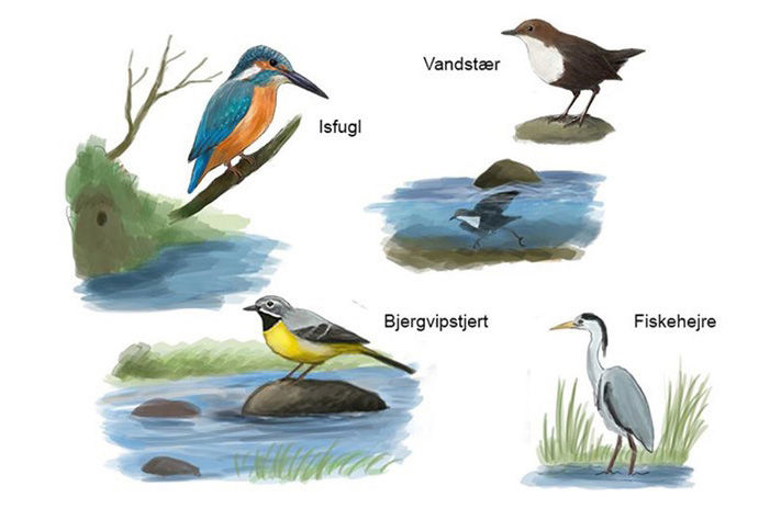 En illustration af Gudenåens fugle lavet af Gudenåkomitéen ved Stig Bachmann Nielsen, Naturplan
