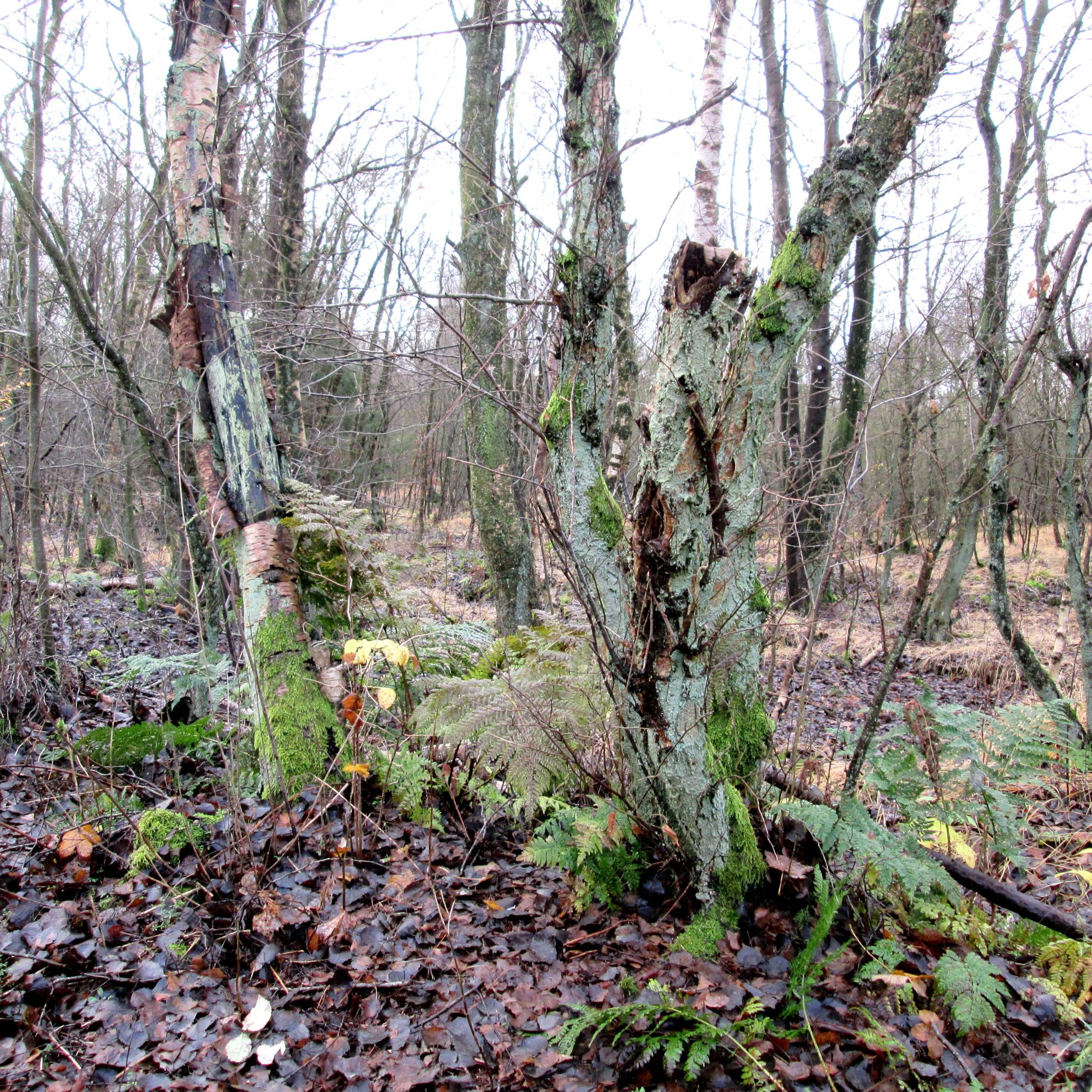 Træer ved Asferg Mose