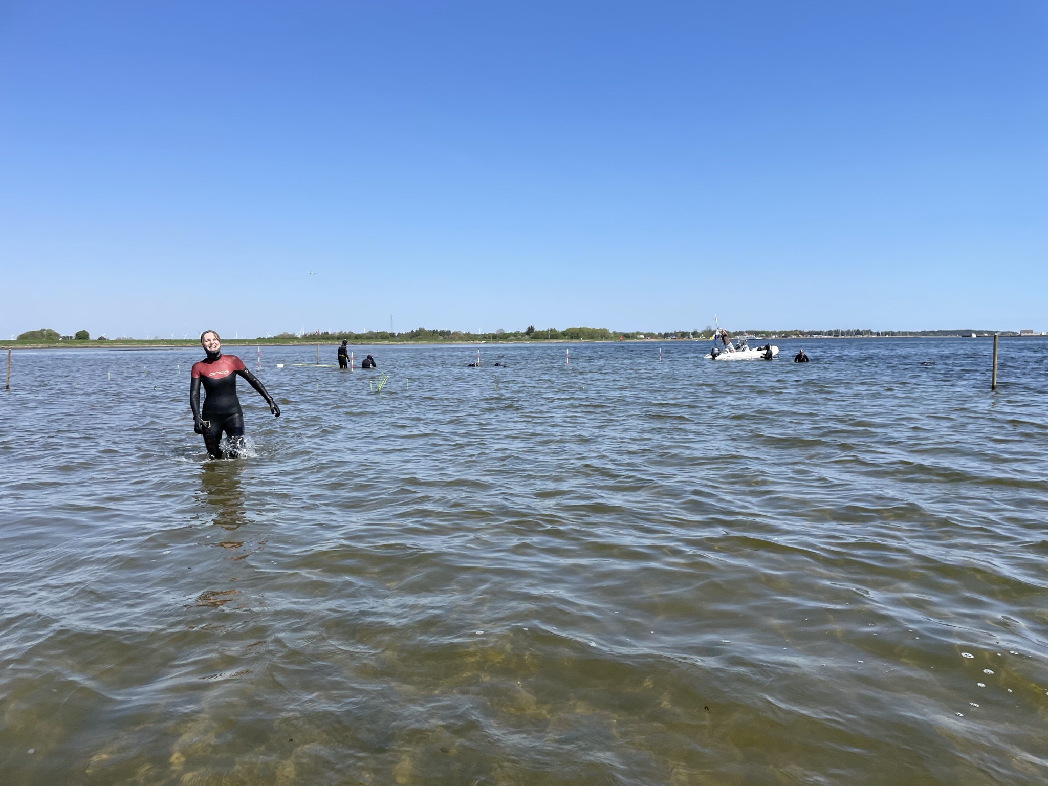 Dykker og frivillige udplanter ålegræs