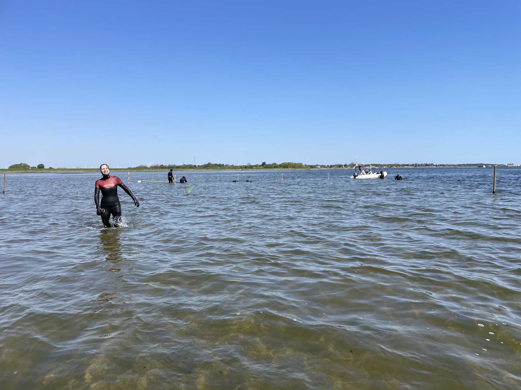Dykker og frivillige udplanter ålegræs