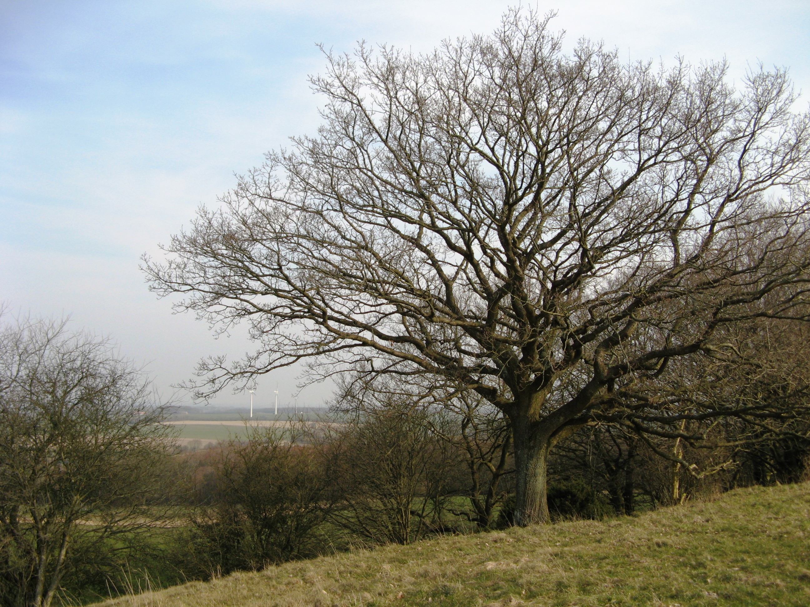 Stævningsskovene I Bjerre Skov
