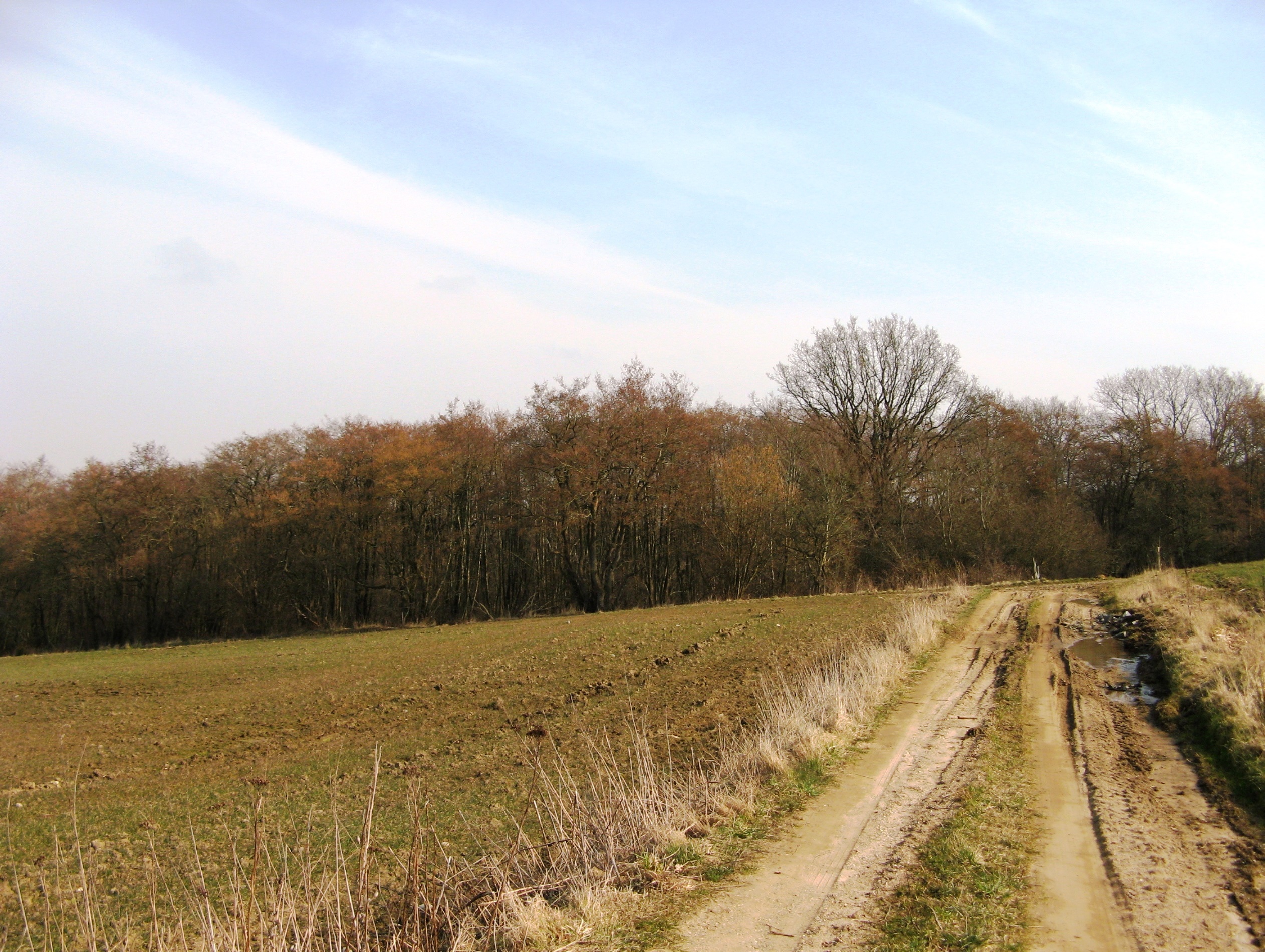 Sti ved stævningsskovene I Bjerre Skov