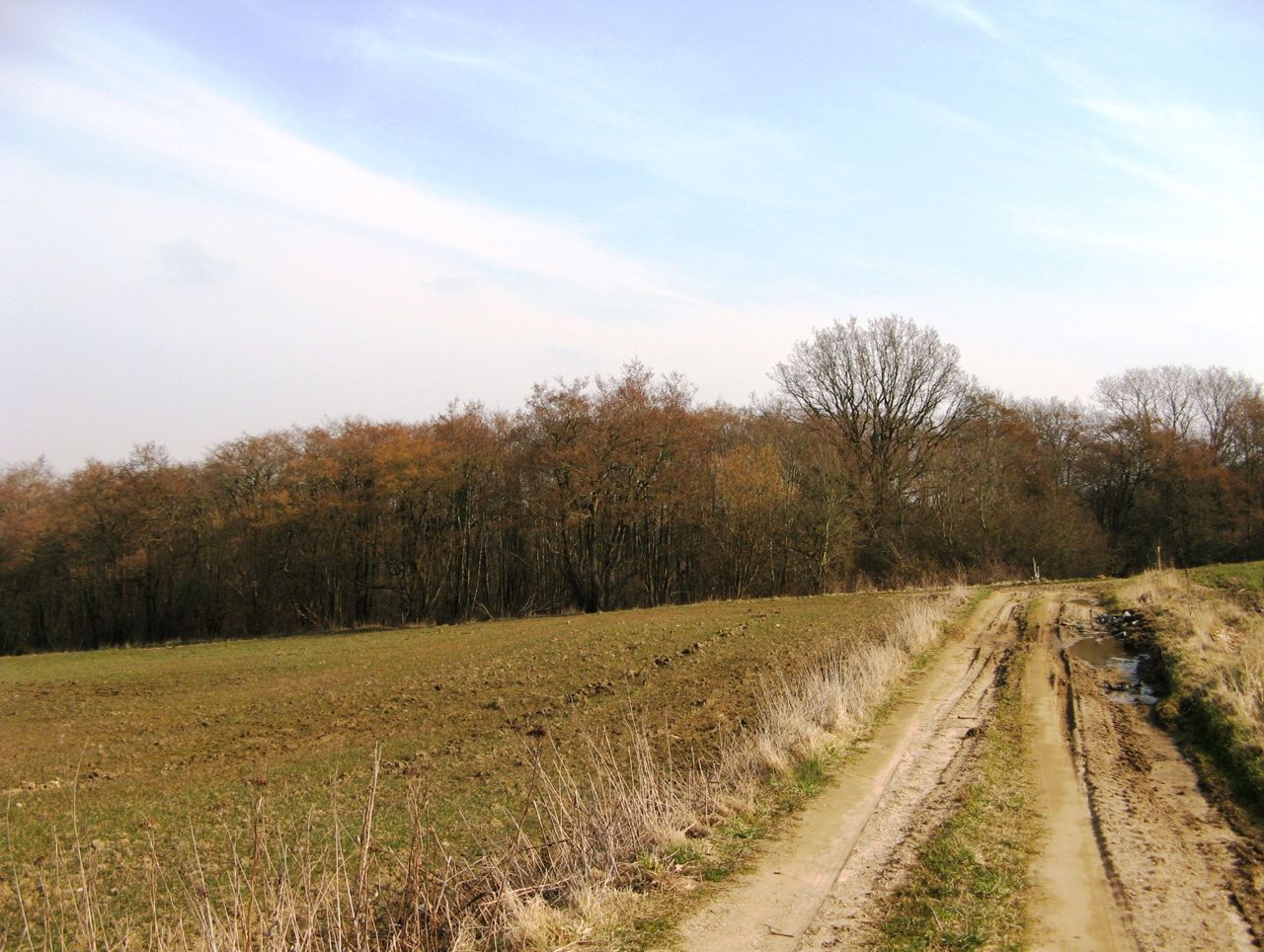 Sti ved stævningsskovene I Bjerre Skov