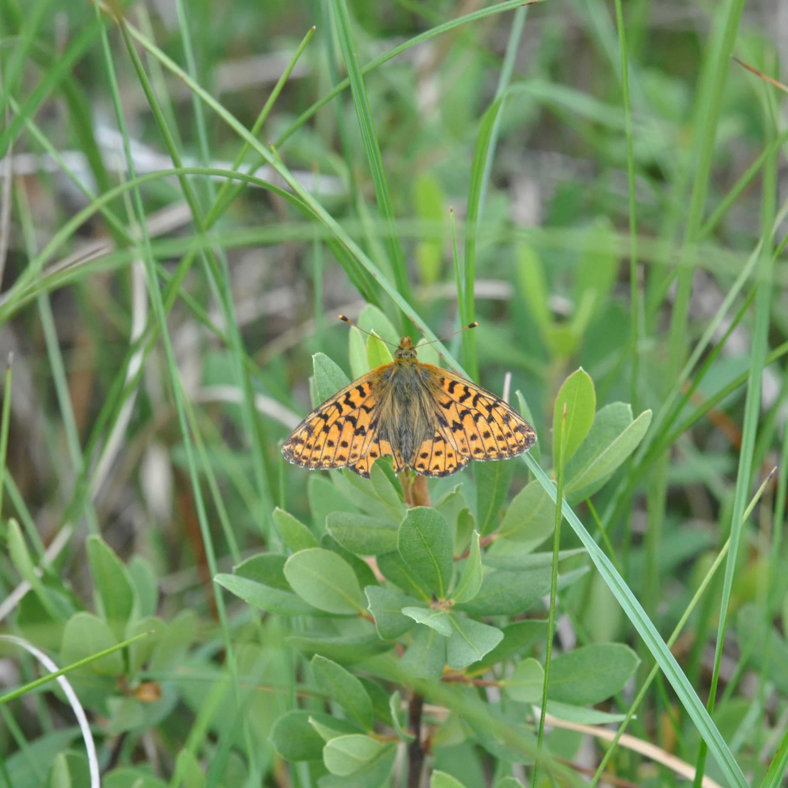 Moseperlemorssommerfugl