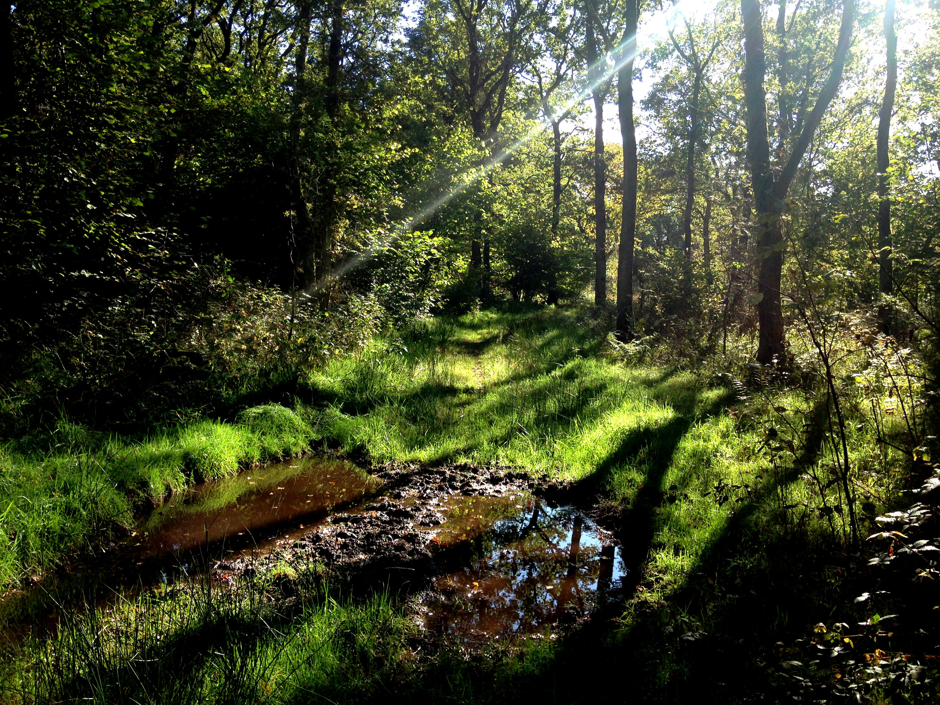 Egeskoven i Hvidding Krat