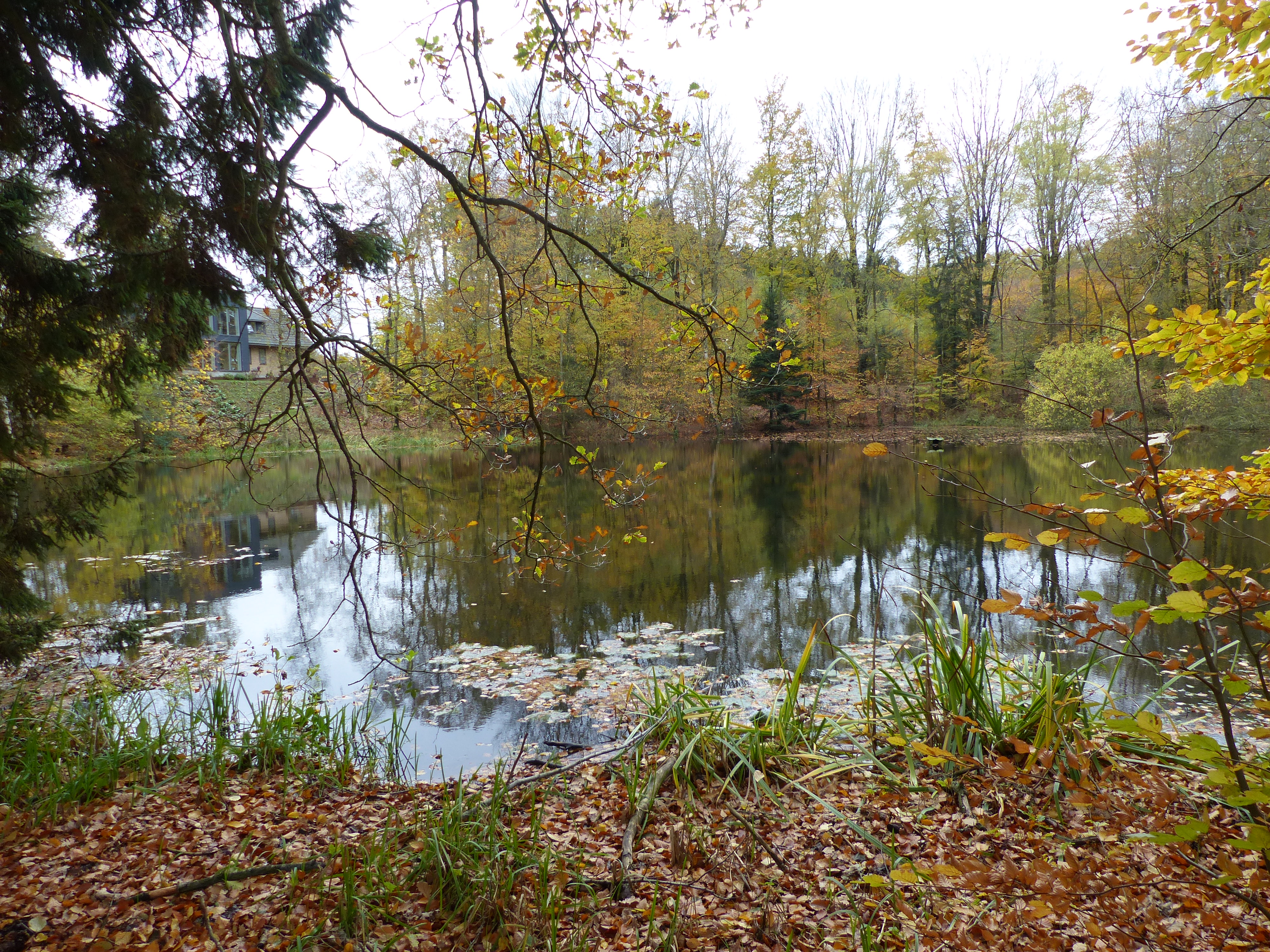 Sø omgiver af træer