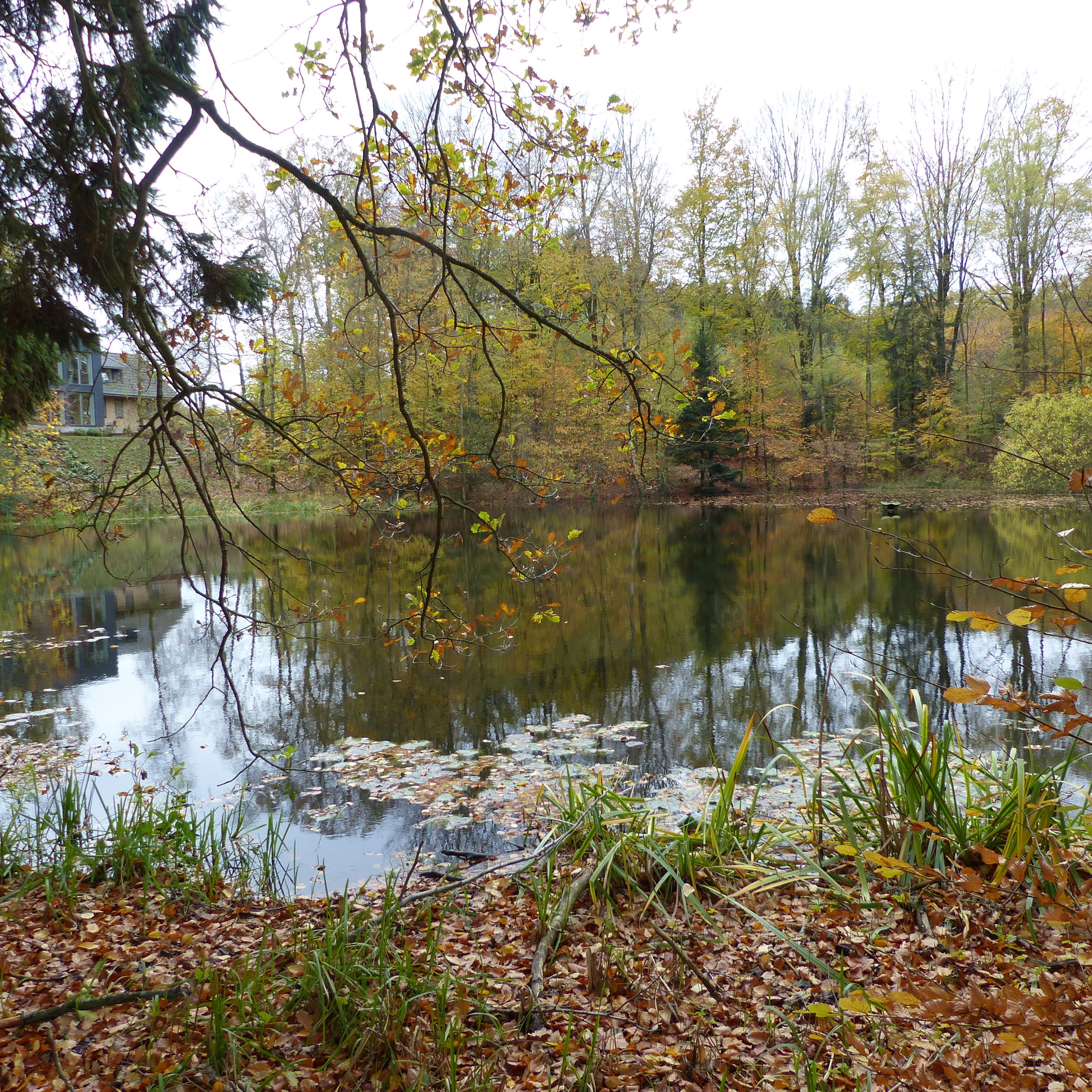 Sø omgiver af træer
