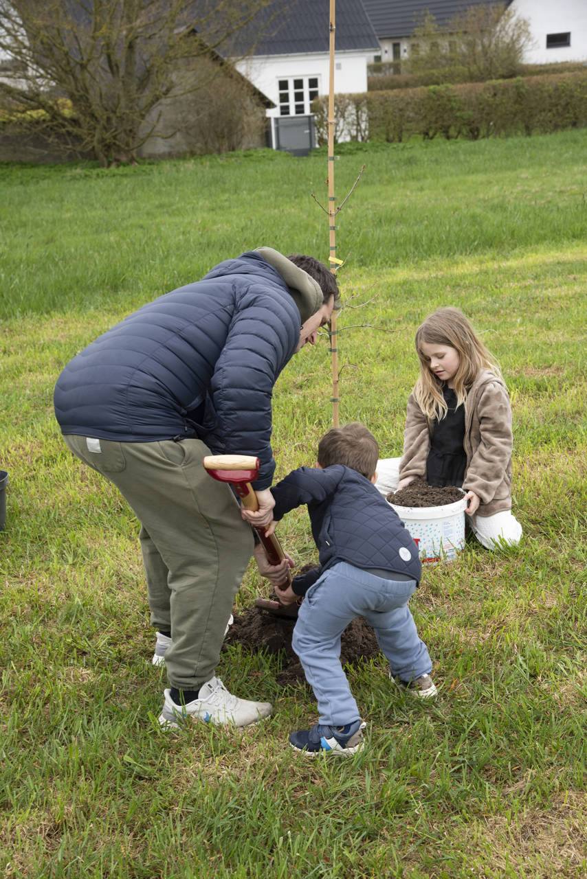 Plantning af træ i forbindelse med fejringen af borger nr. 100.000 i Asferg