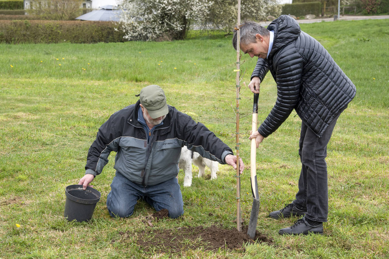 Plantning af træ i forbindelse med fejringen af borger nr. 100.000 i Asferg