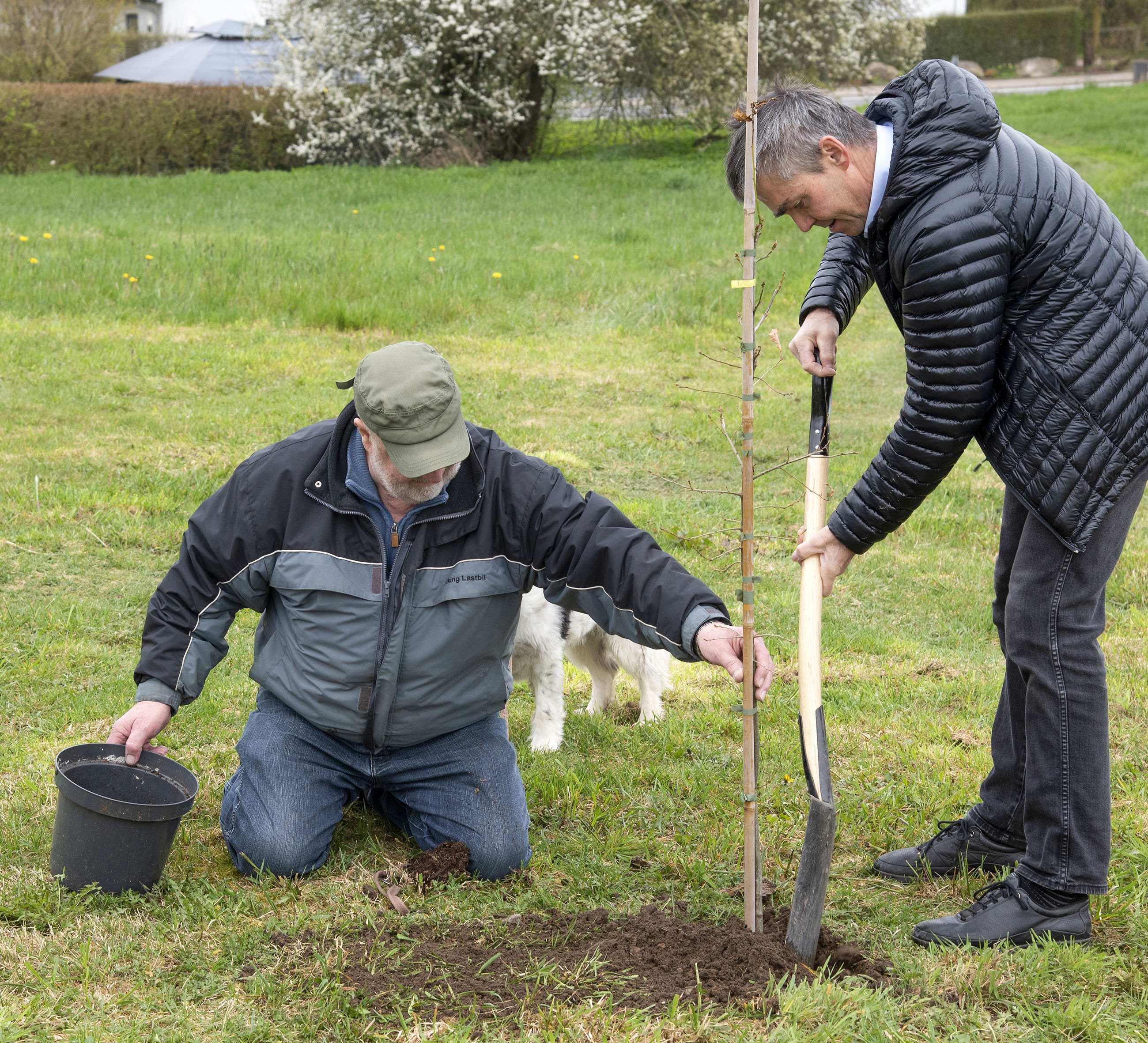 Plantning af træ i forbindelse med fejringen af borger nr. 100.000 i Asferg