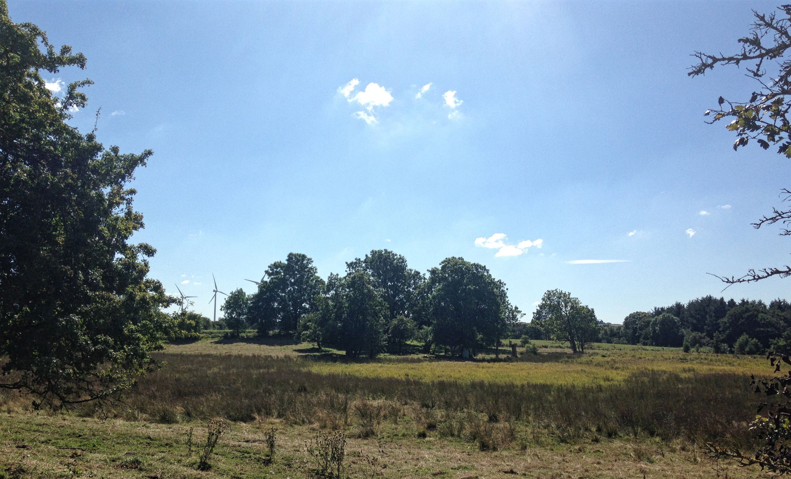 Natur i området ved Gjerlev Kær