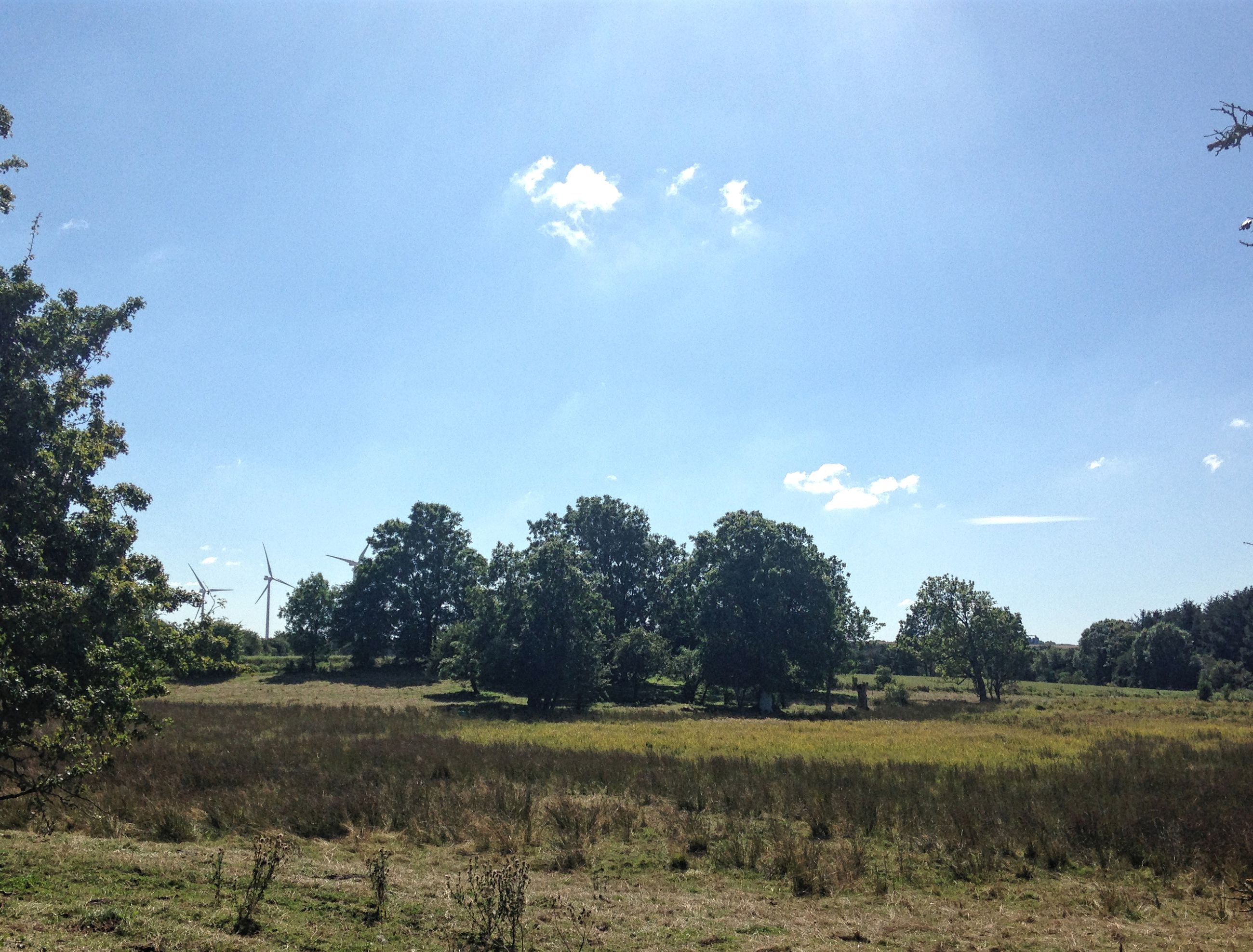 Natur i området ved Gjerlev Kær