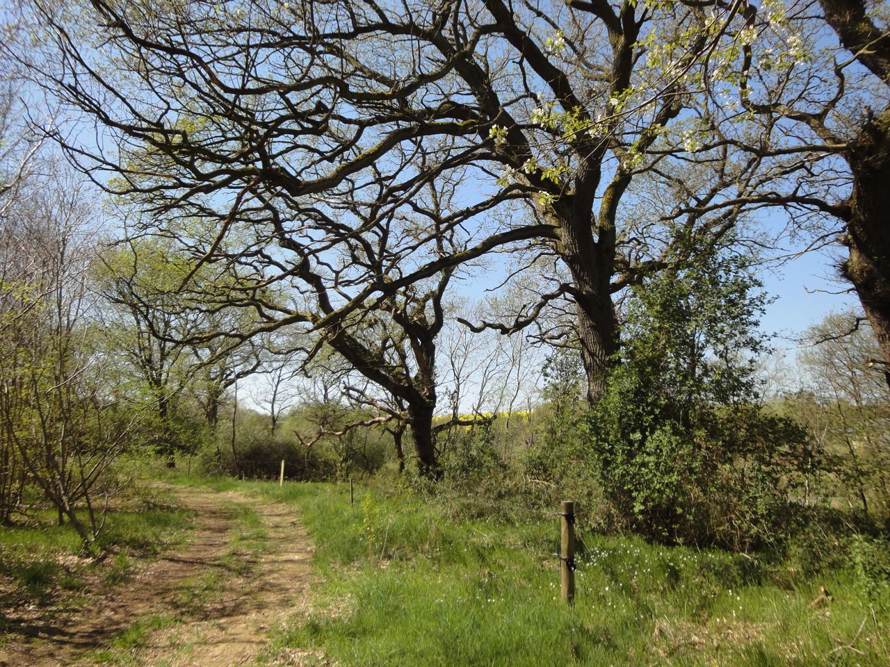 Egeskoven ved Langå