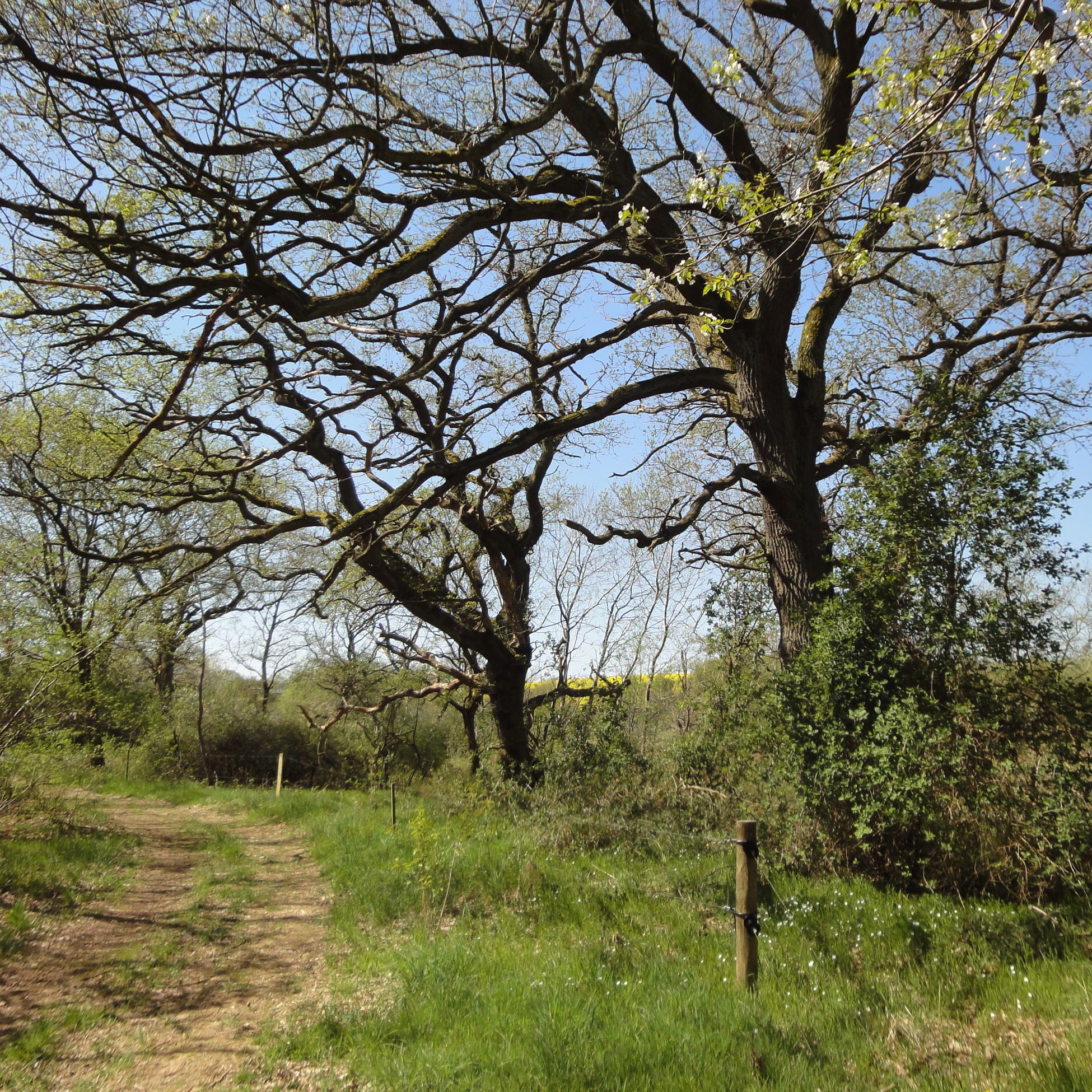 Egeskoven ved Langå