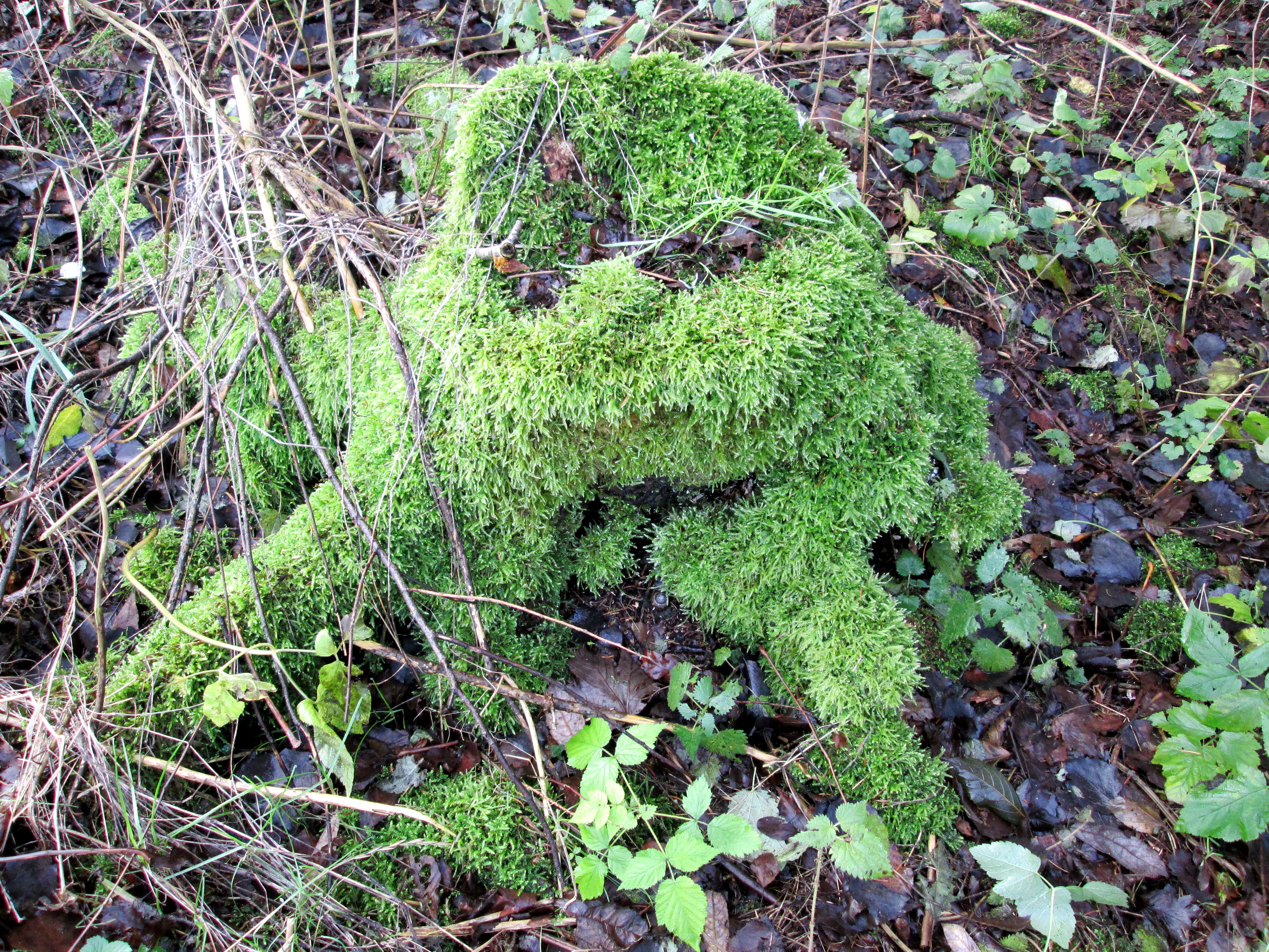 Træstub ved Asferg Mose