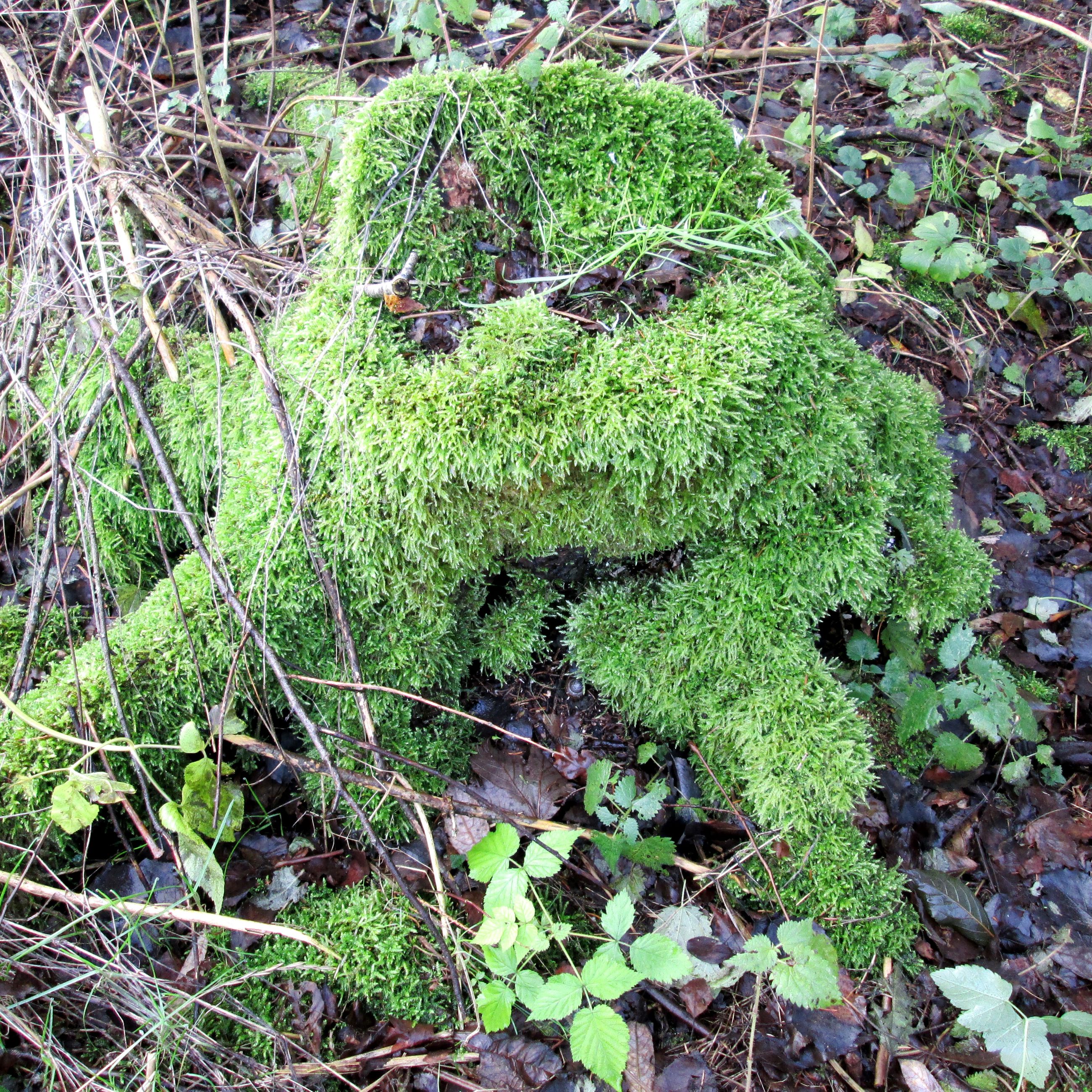 Træstub ved Asferg Mose