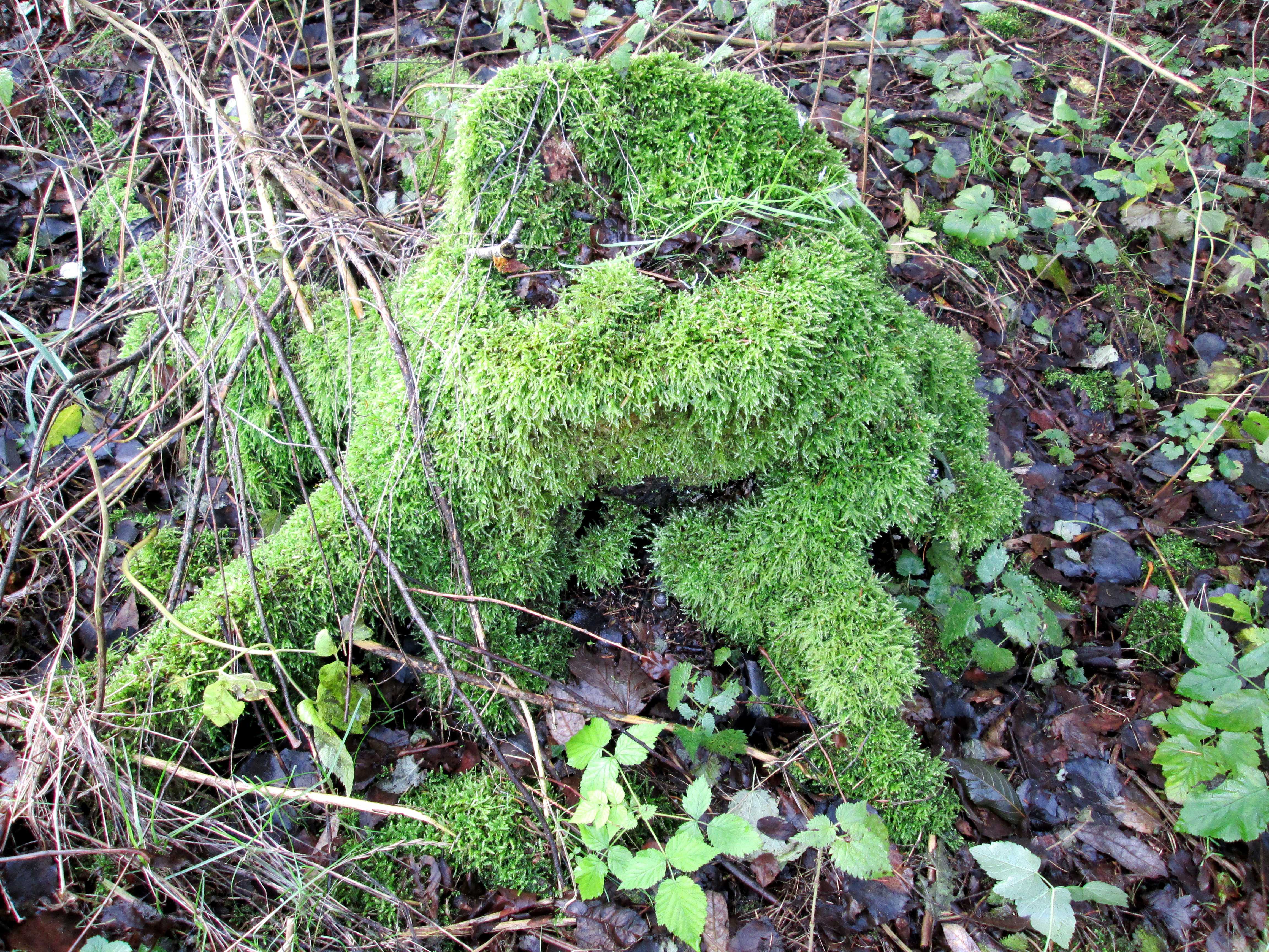 Træstub ved Asferg Mose