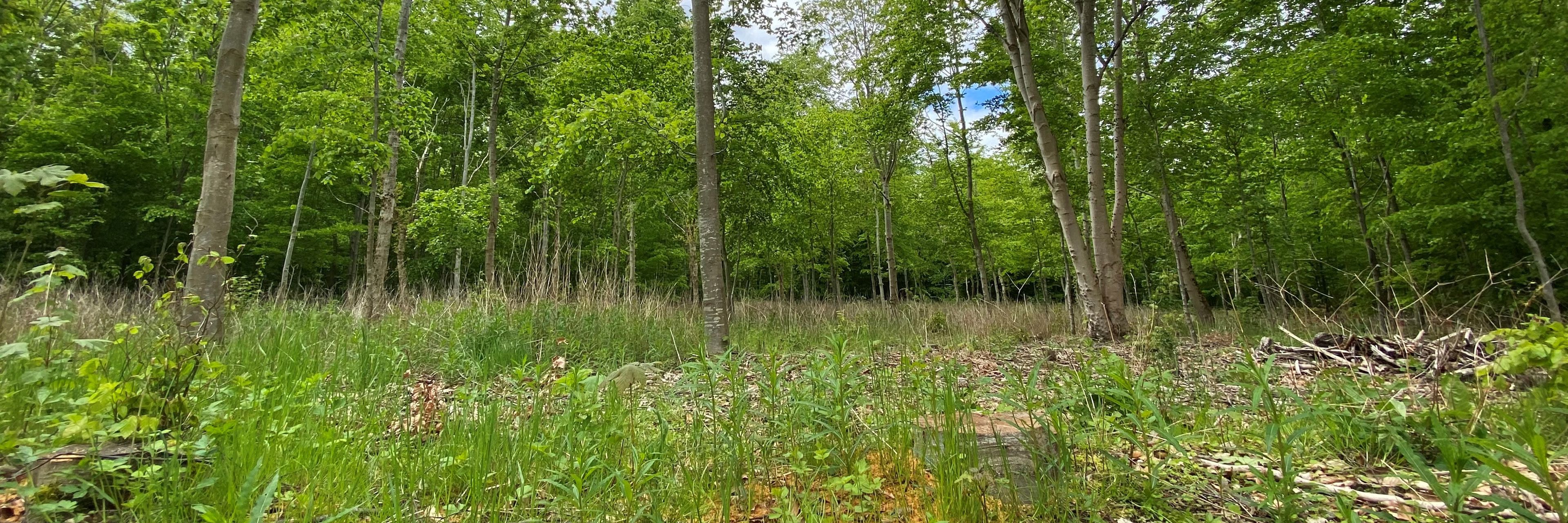 Søndre Urnebegravelsesplads i Lykkeshøj Skov