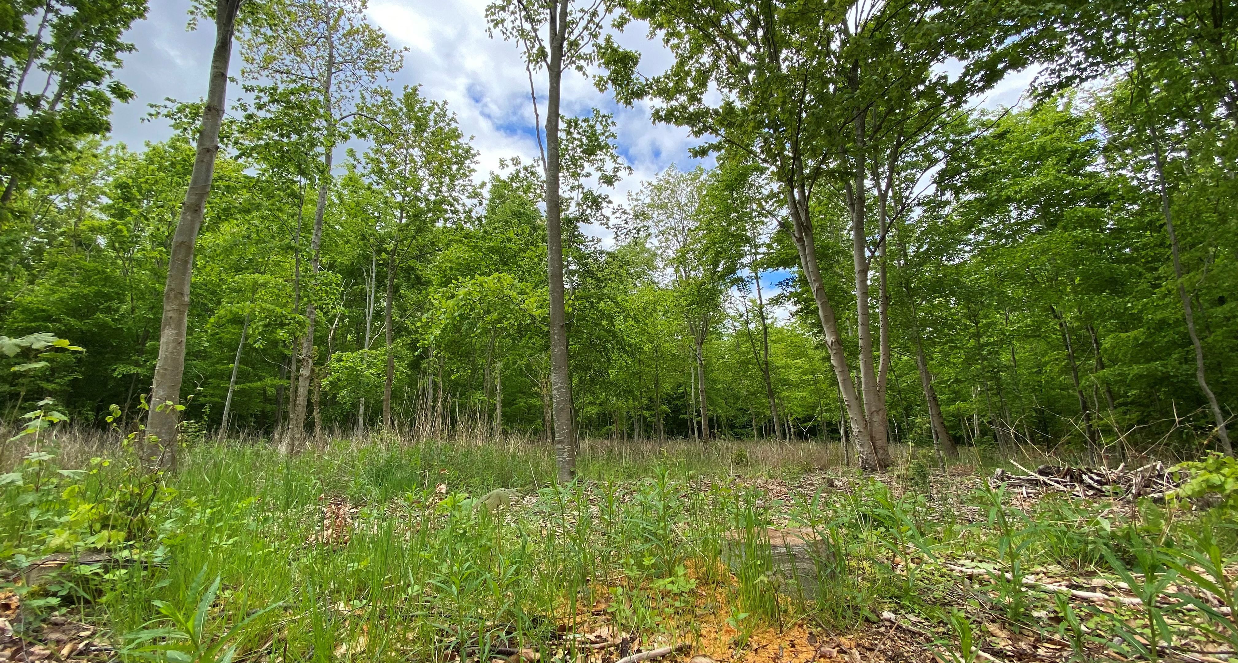 Søndre Urnebegravelsesplads i Lykkeshøj Skov
