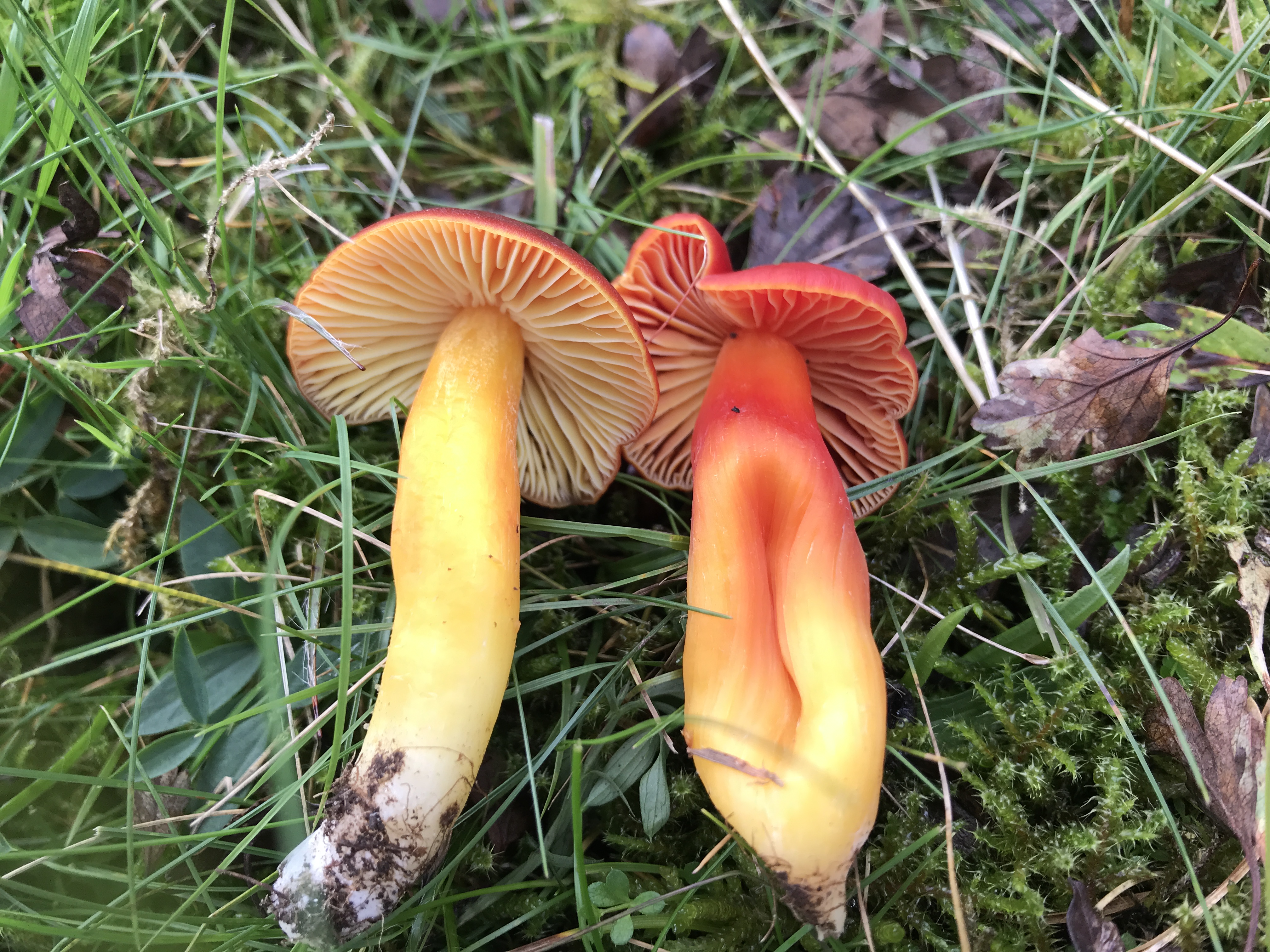 Skarlagen-vokshat og knaldrød vokshat