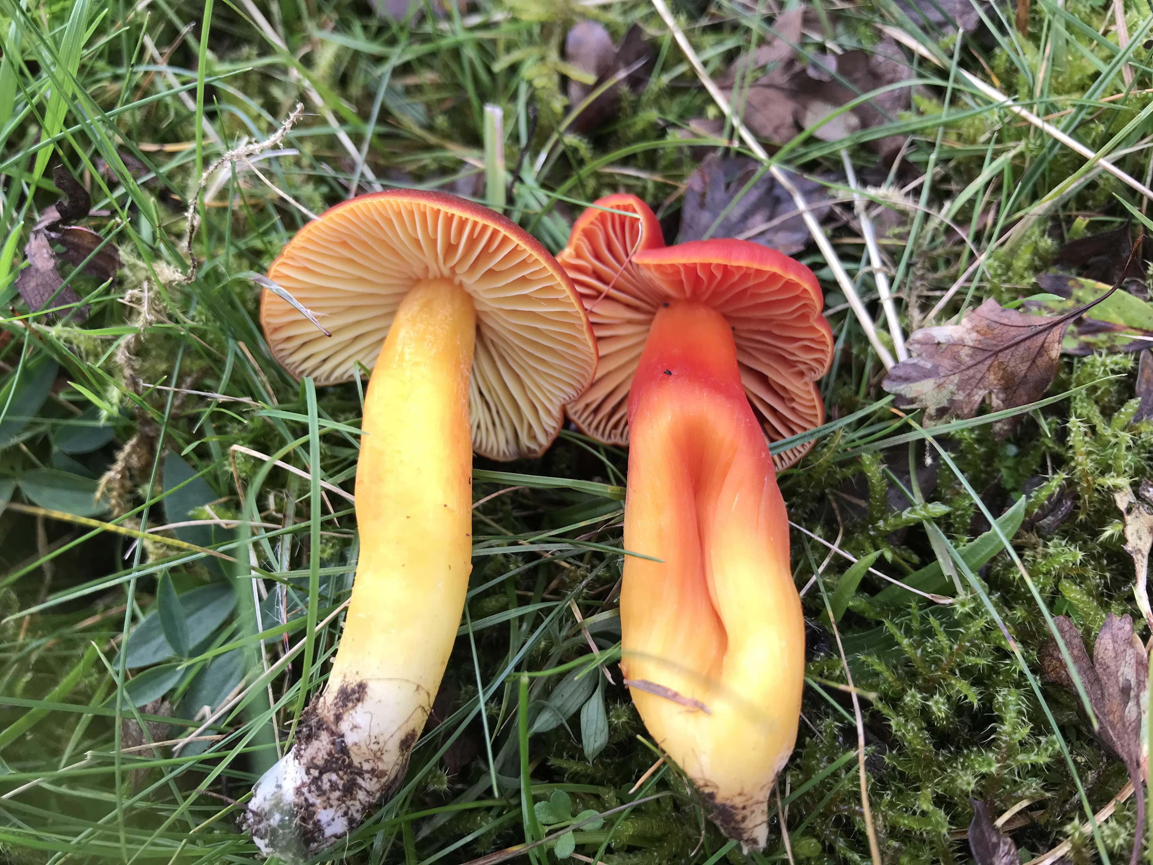 Skarlagen-vokshat og knaldrød vokshat