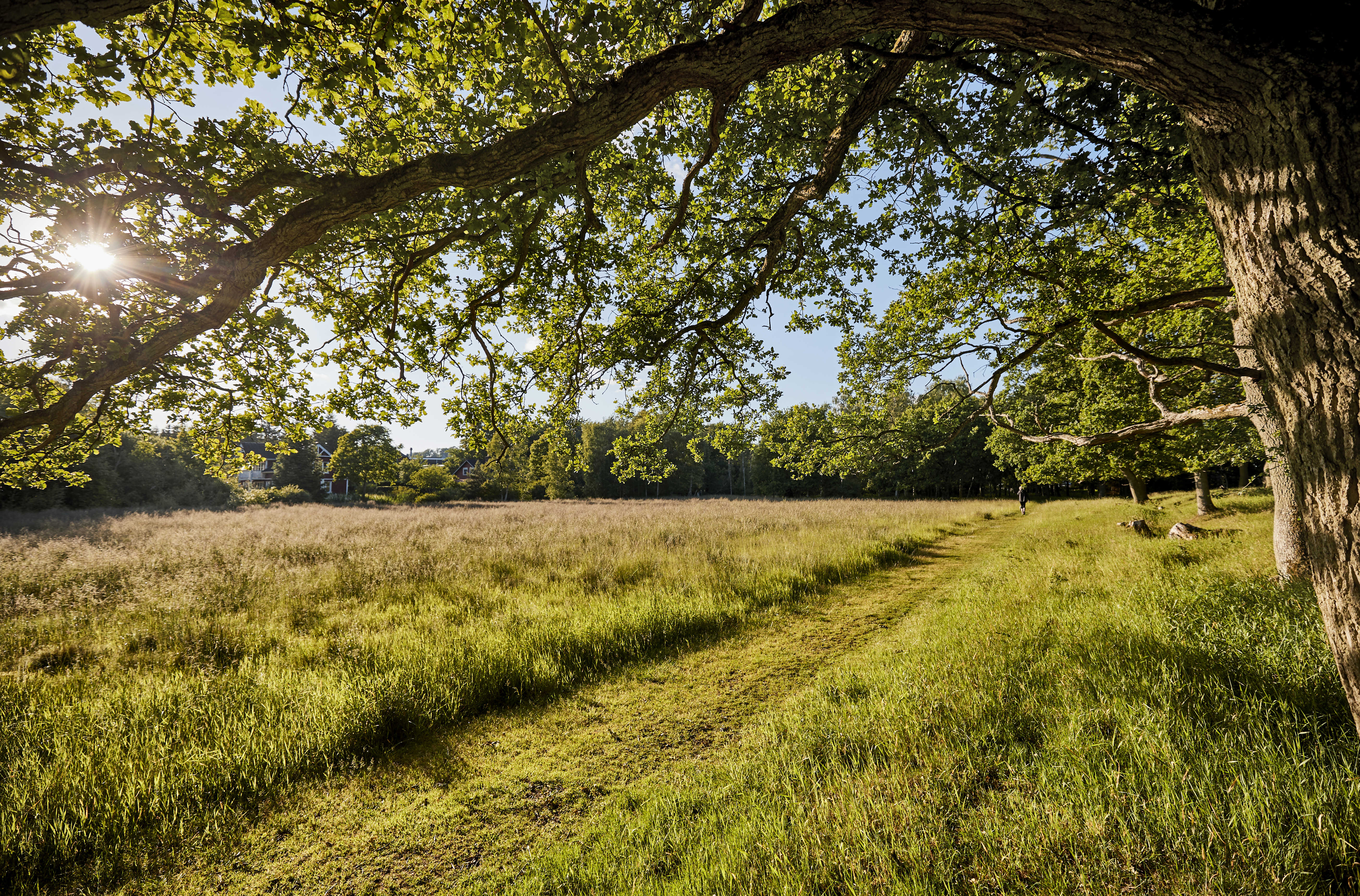Egeskoven ved Langå