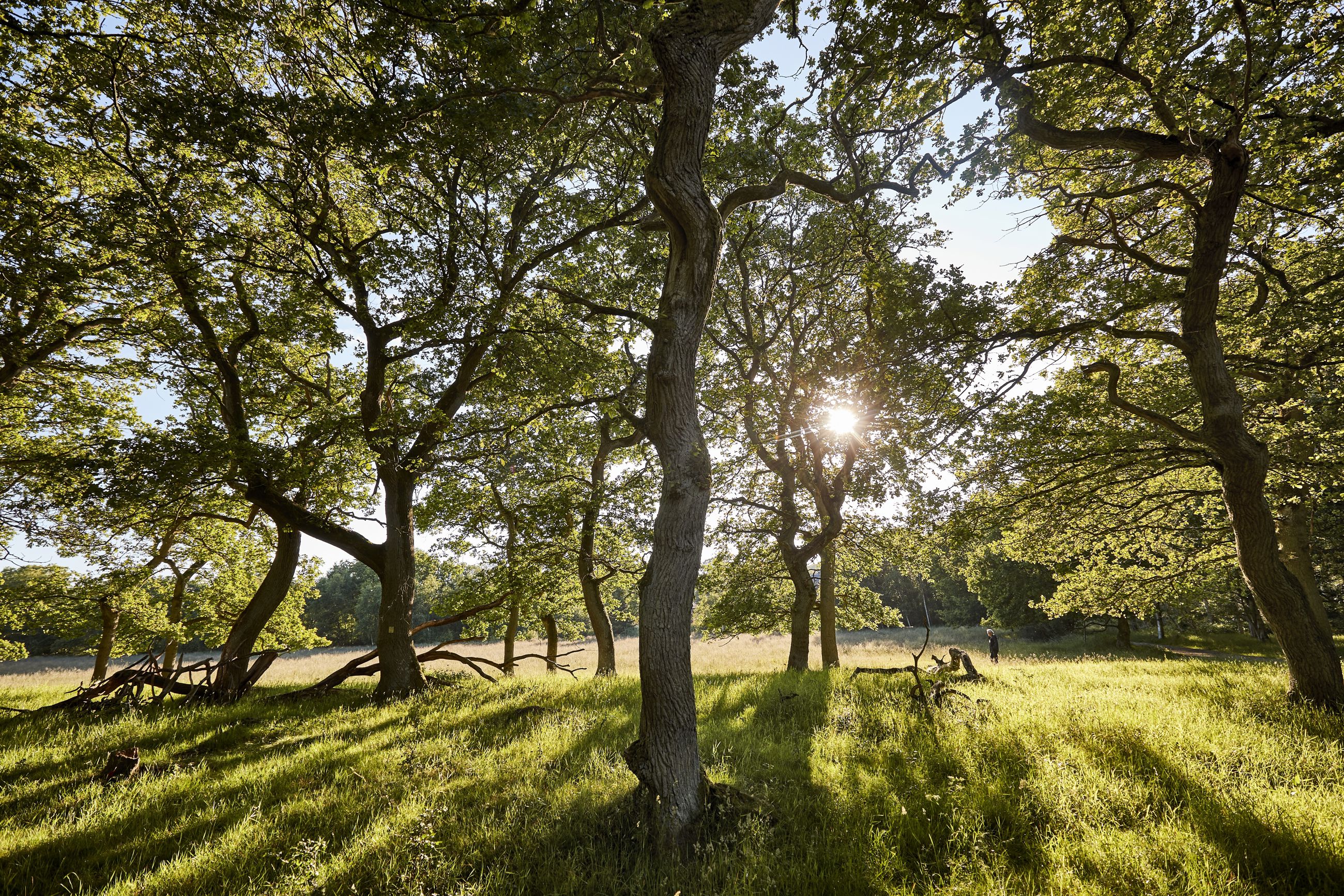 Egeskoven ved Langå