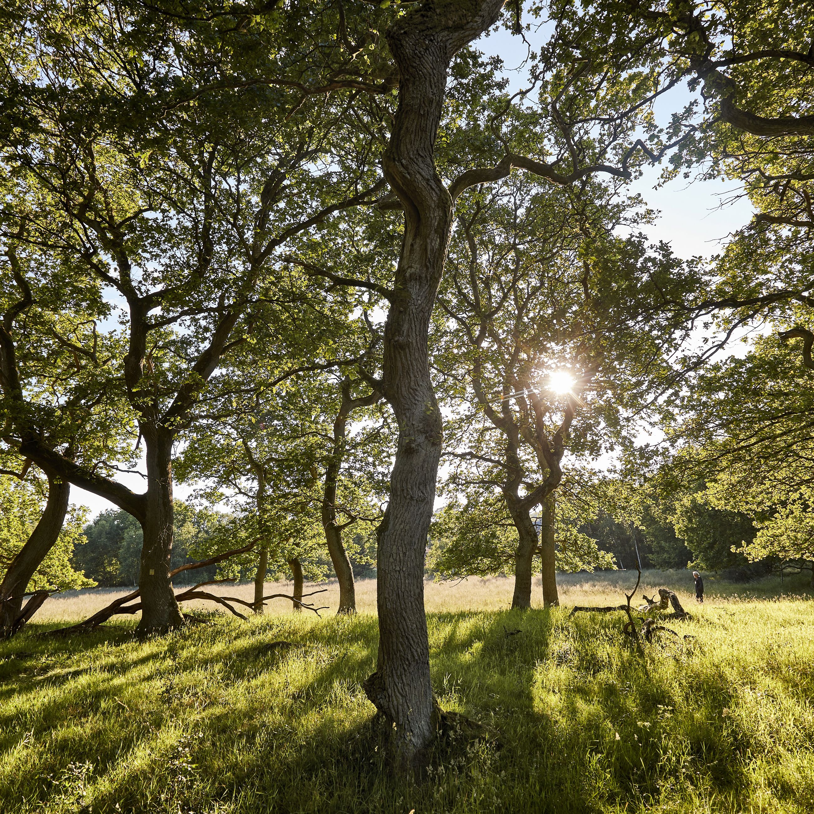 Egeskoven ved Langå