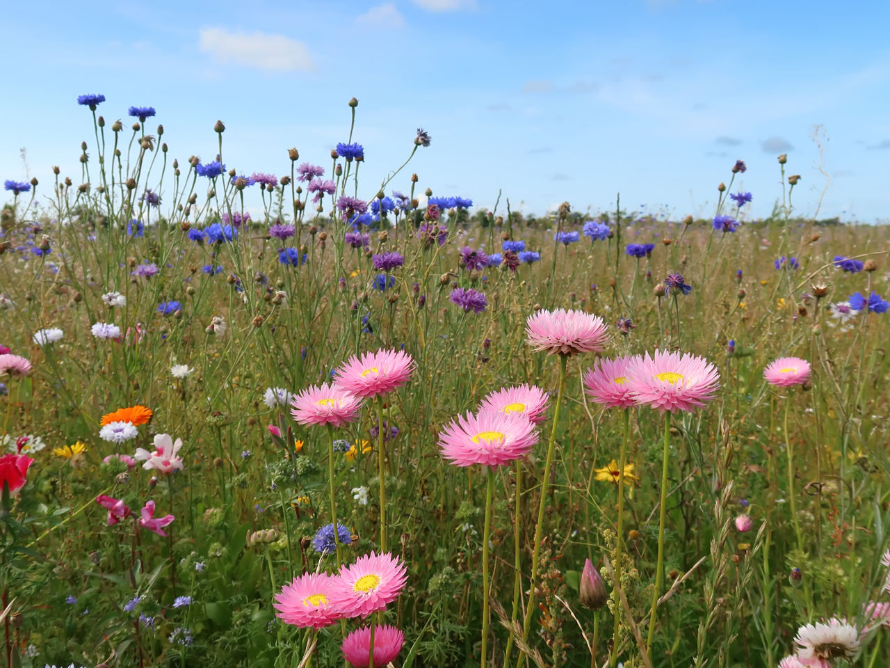 Blomstermark
