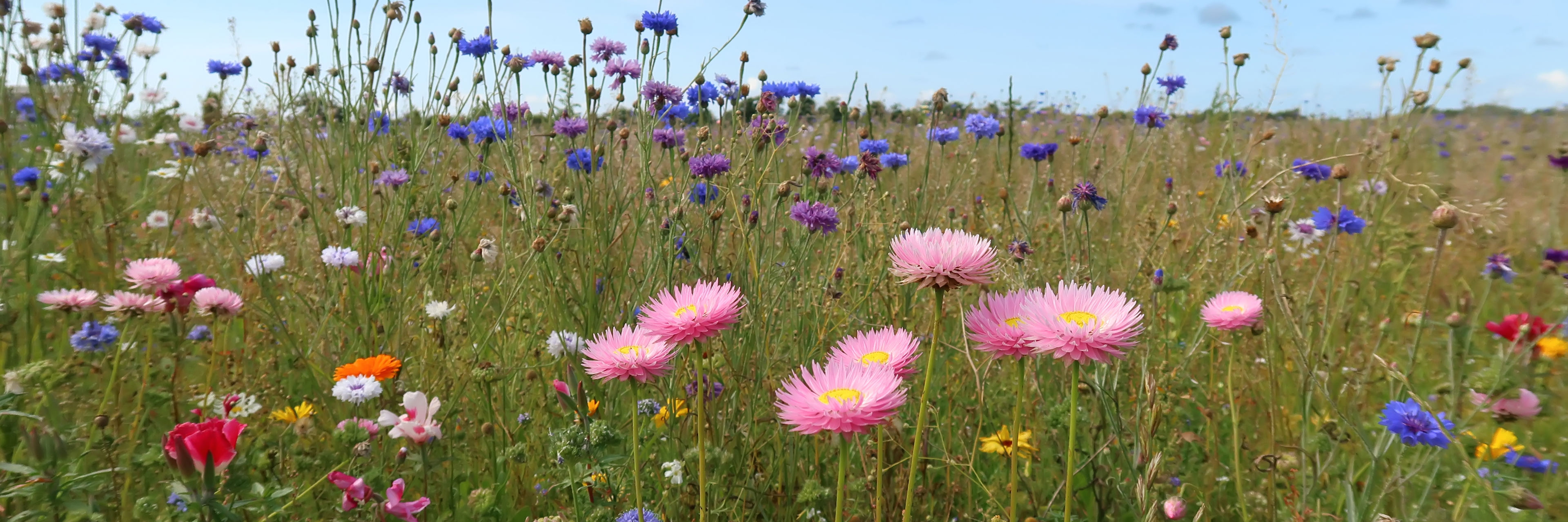 Blomstermark