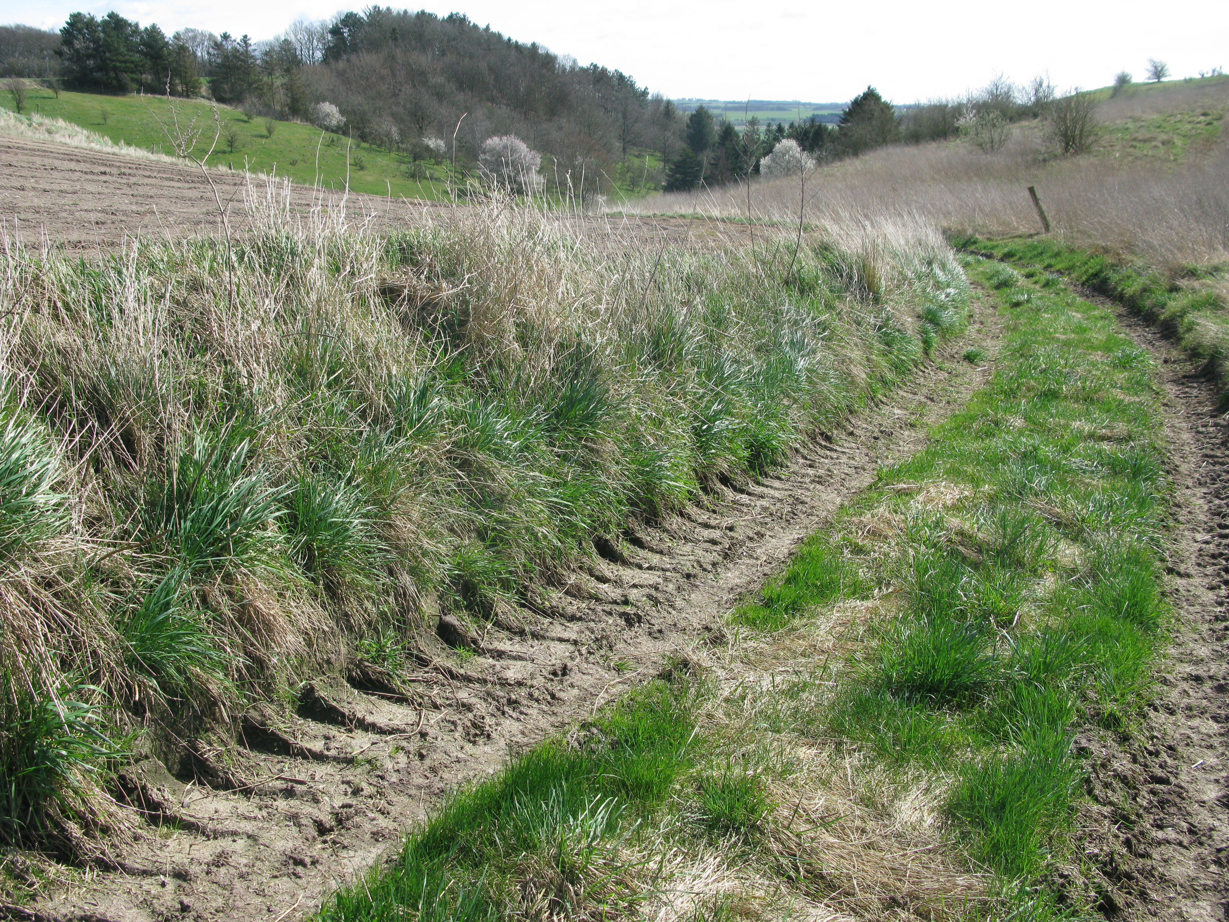 Hjulspor mellem marker