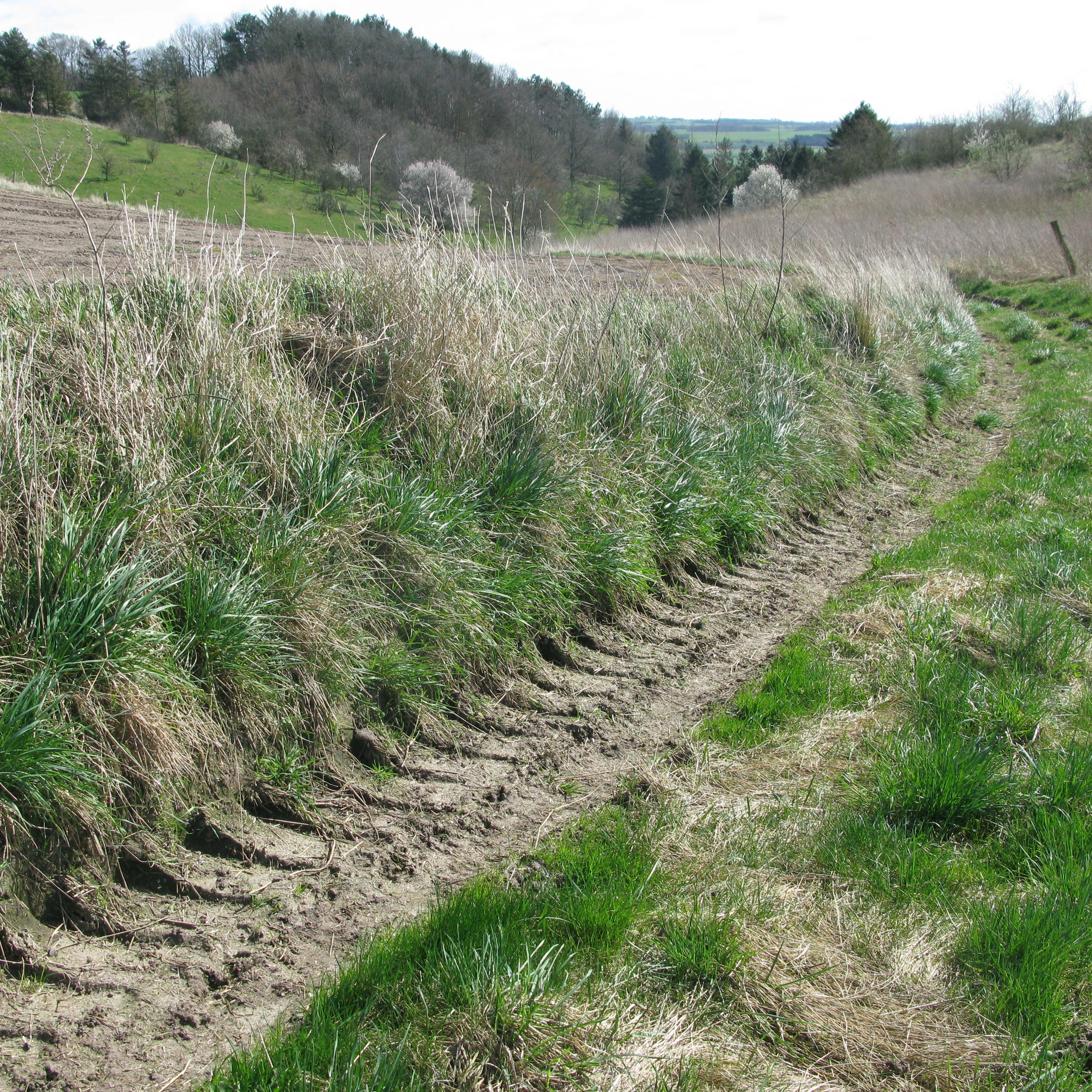 Hjulspor mellem marker
