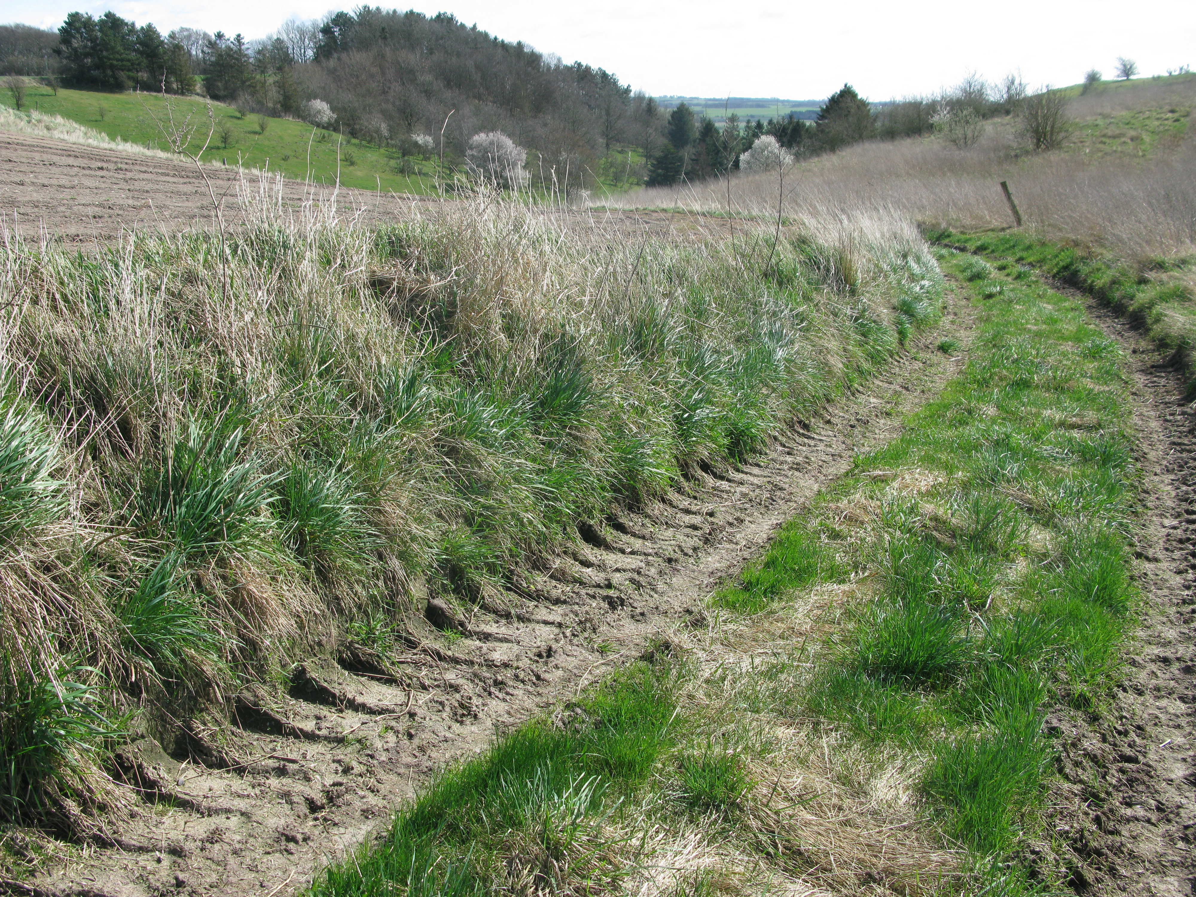 Hjulspor mellem marker