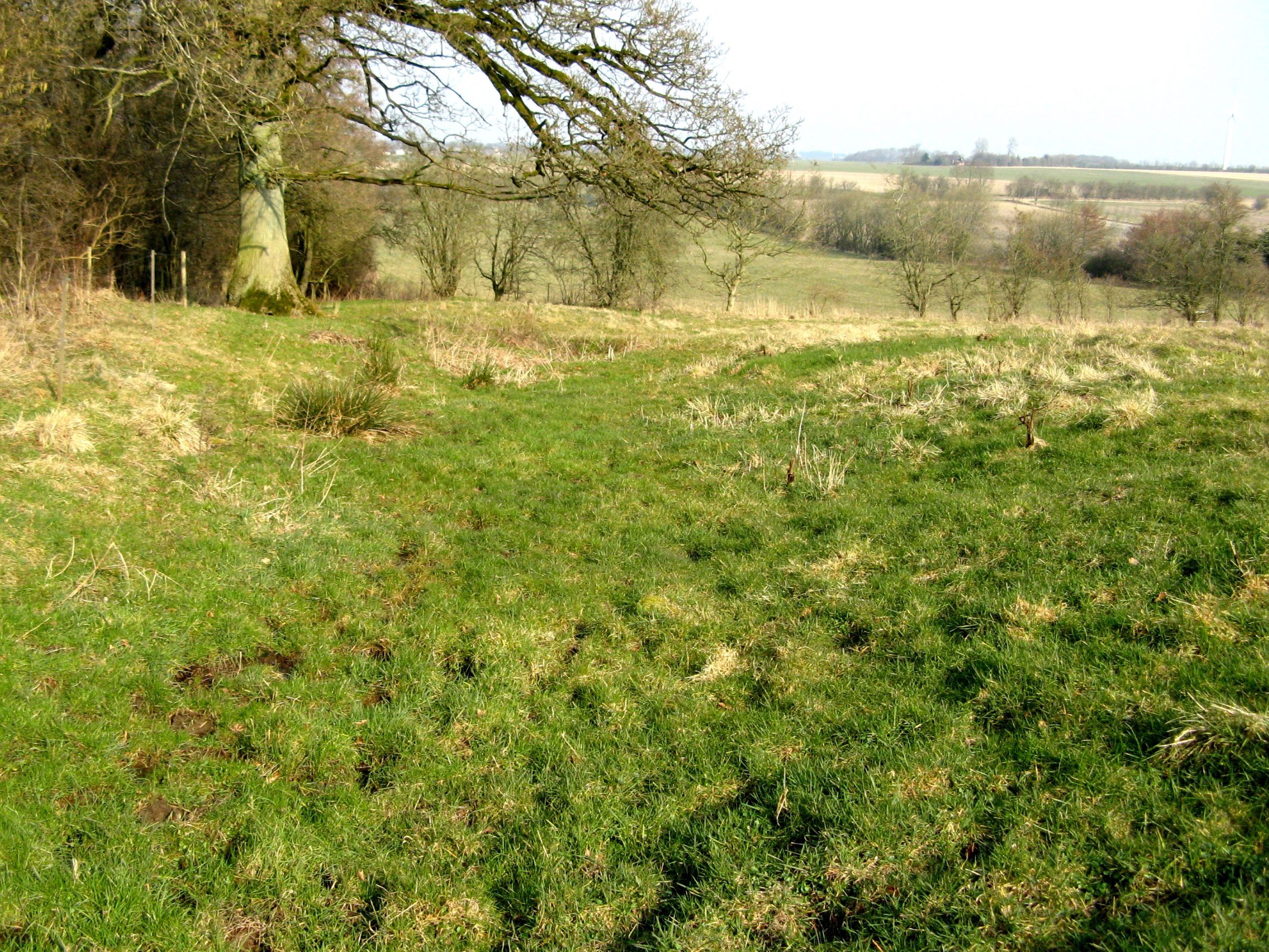 Græsning ved stævningsskovene I Bjerre Skov