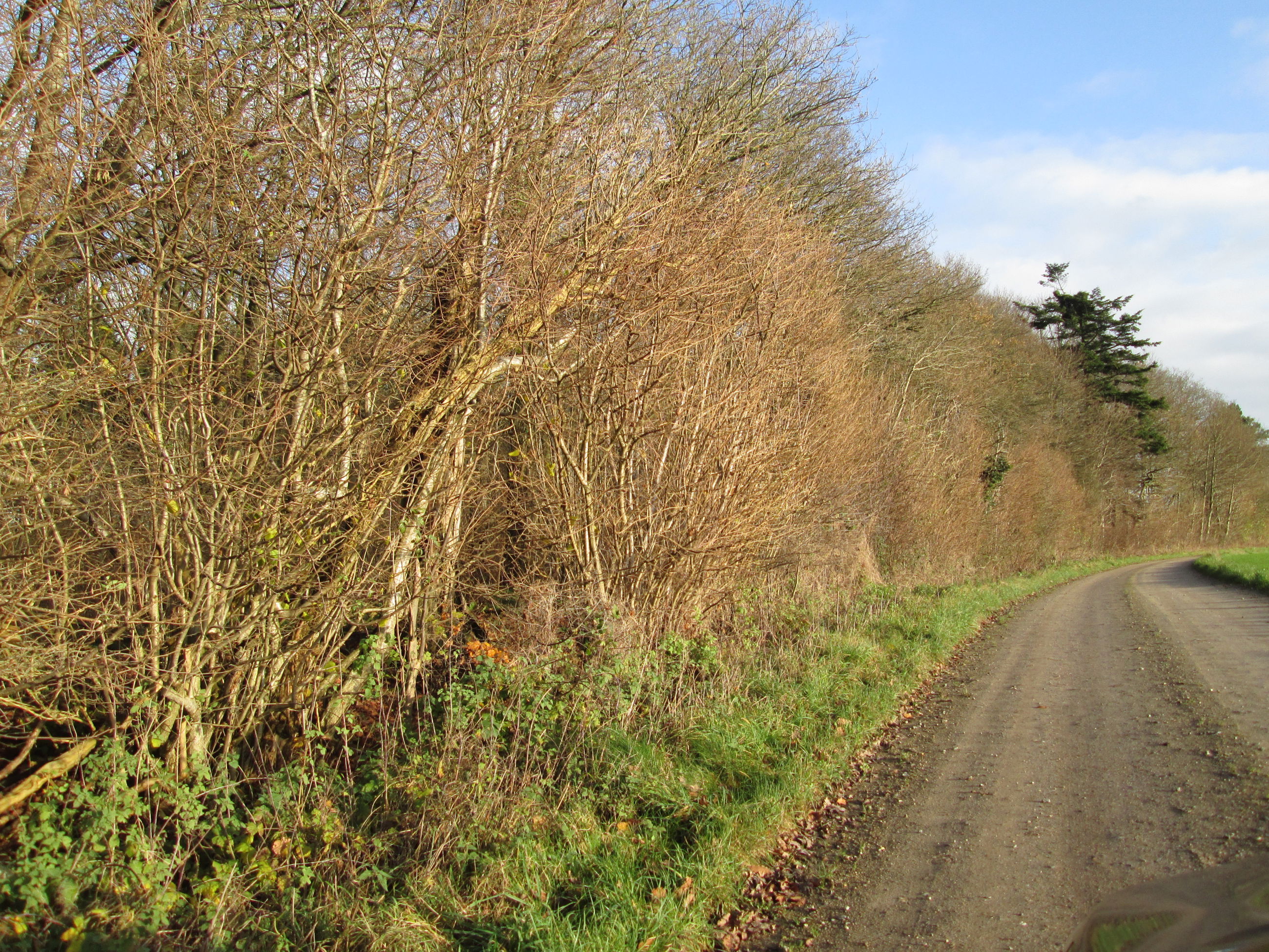 Vej i området ved Gjandrup og Venning