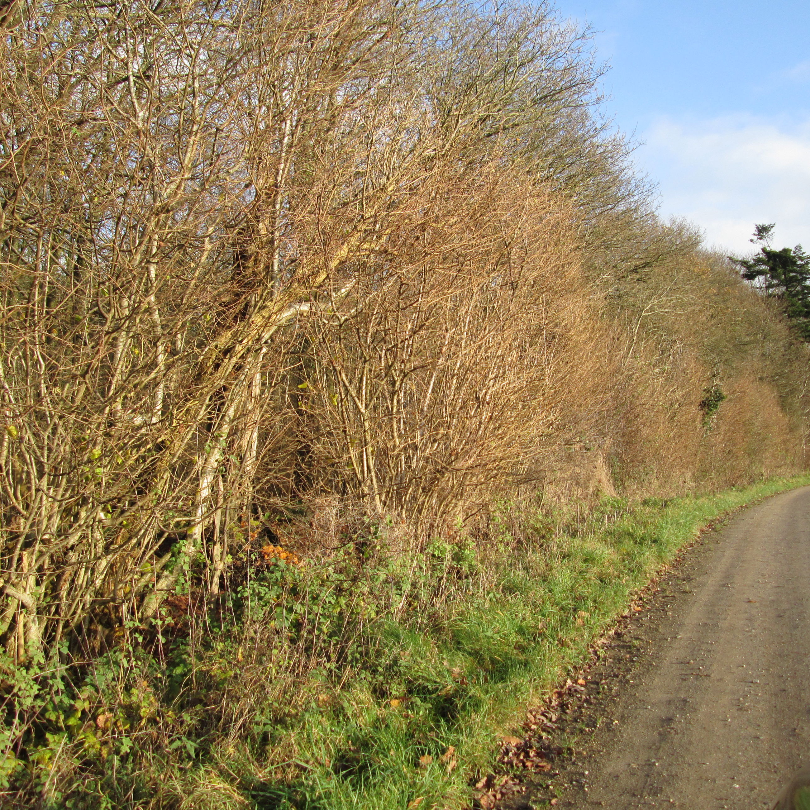 Vej i området ved Gjandrup og Venning