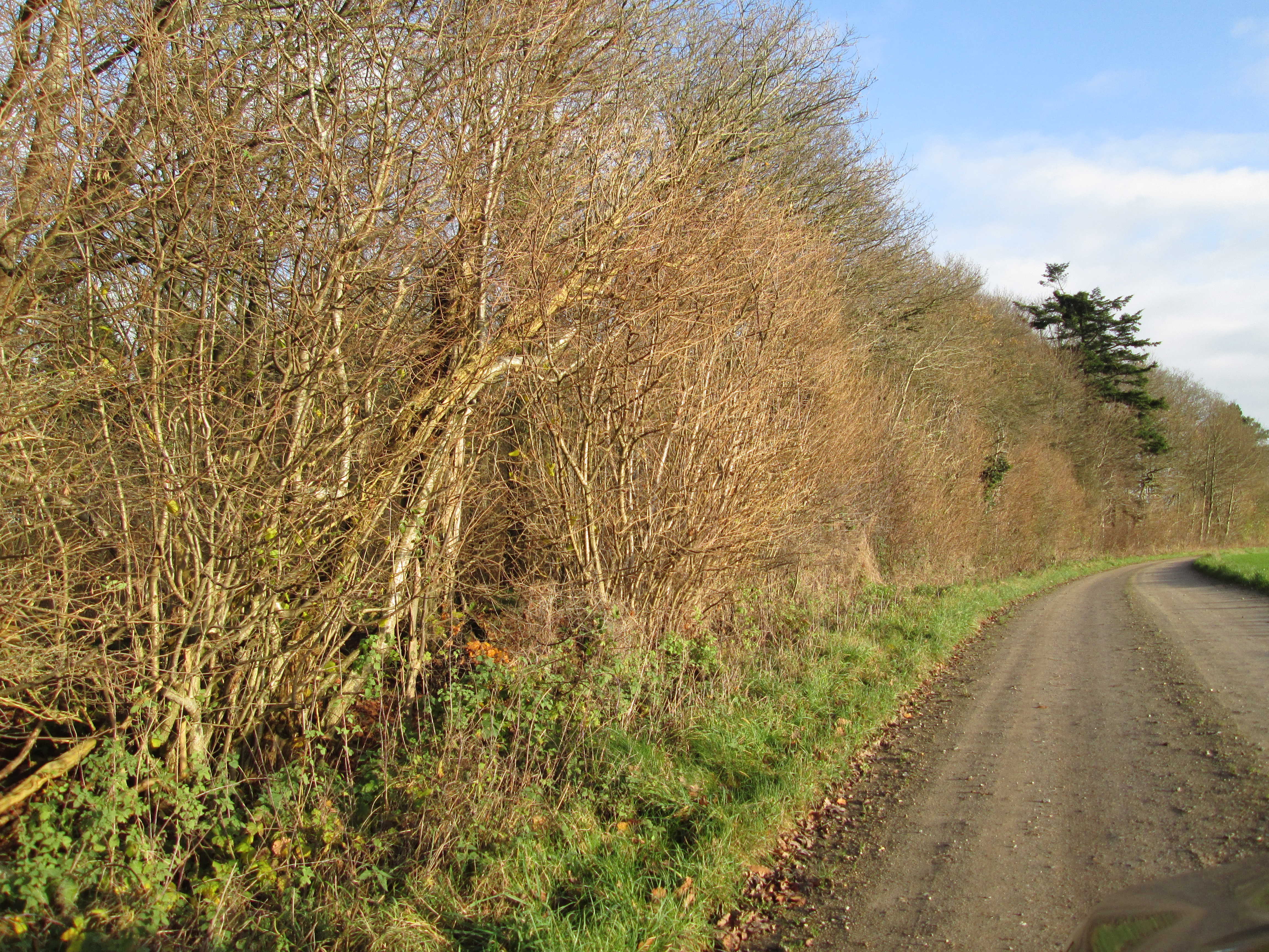 Vej i området ved Gjandrup og Venning
