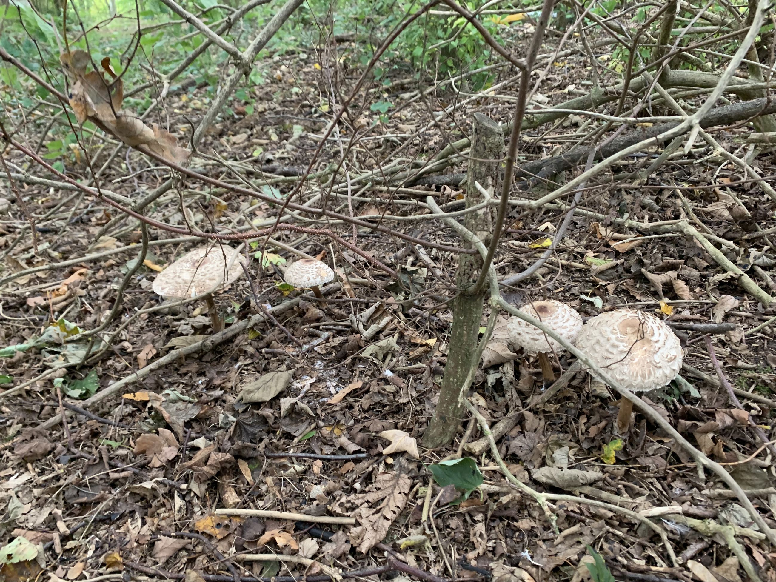 Svampe i området ved Gallemosen