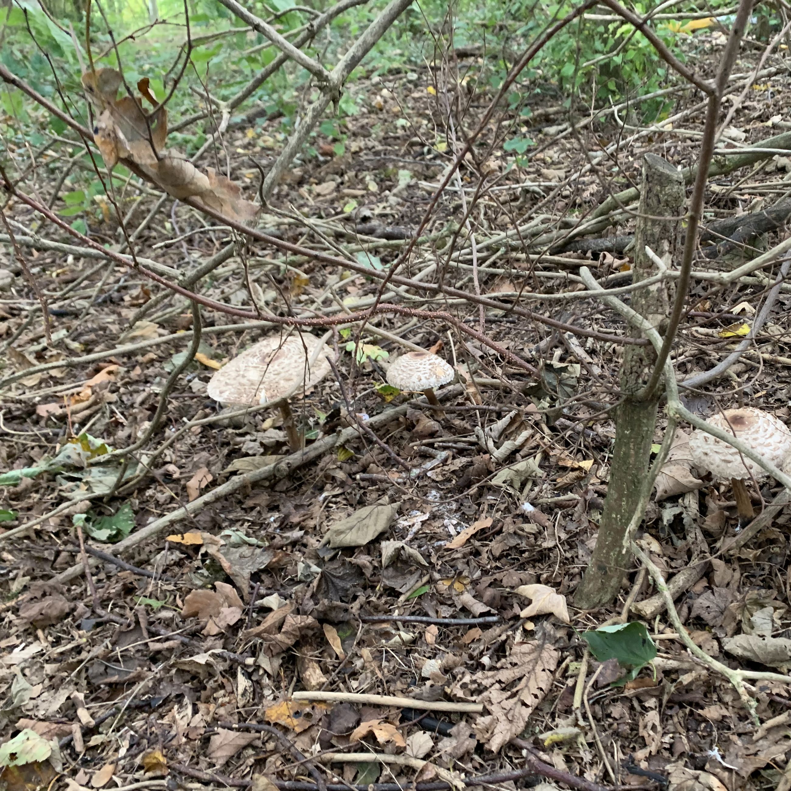 Svampe i området ved Gallemosen