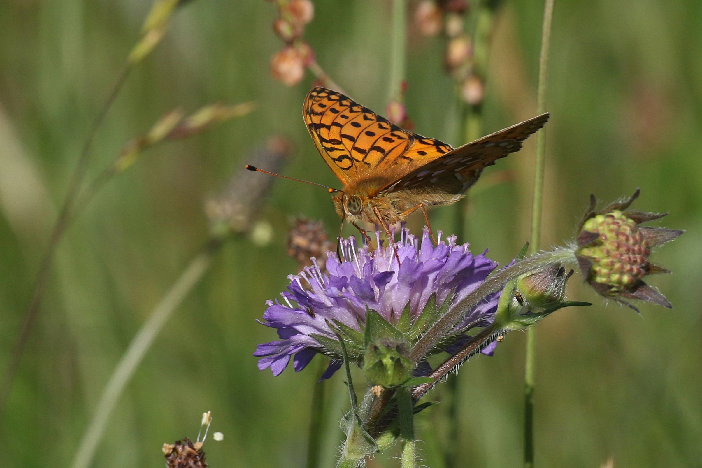 Markperlemorsommerfugl