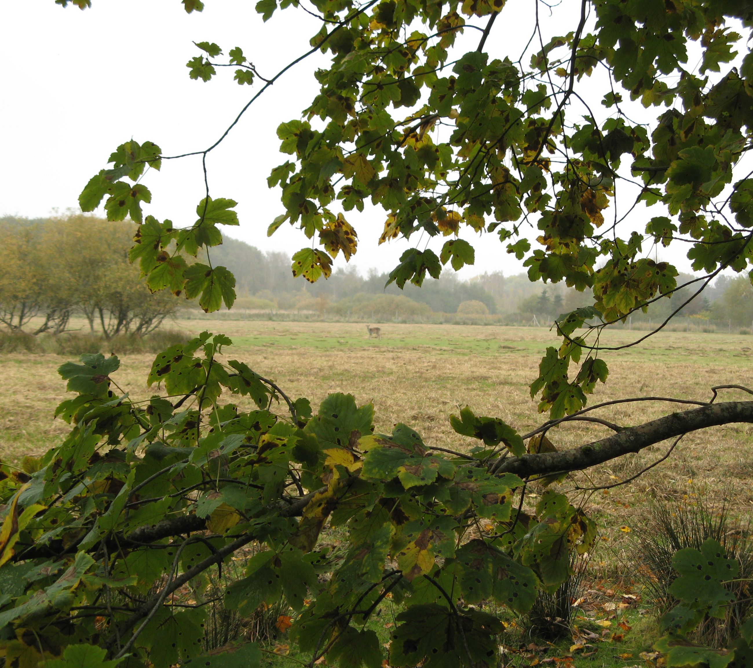 Mark med dådyr i Fladbro