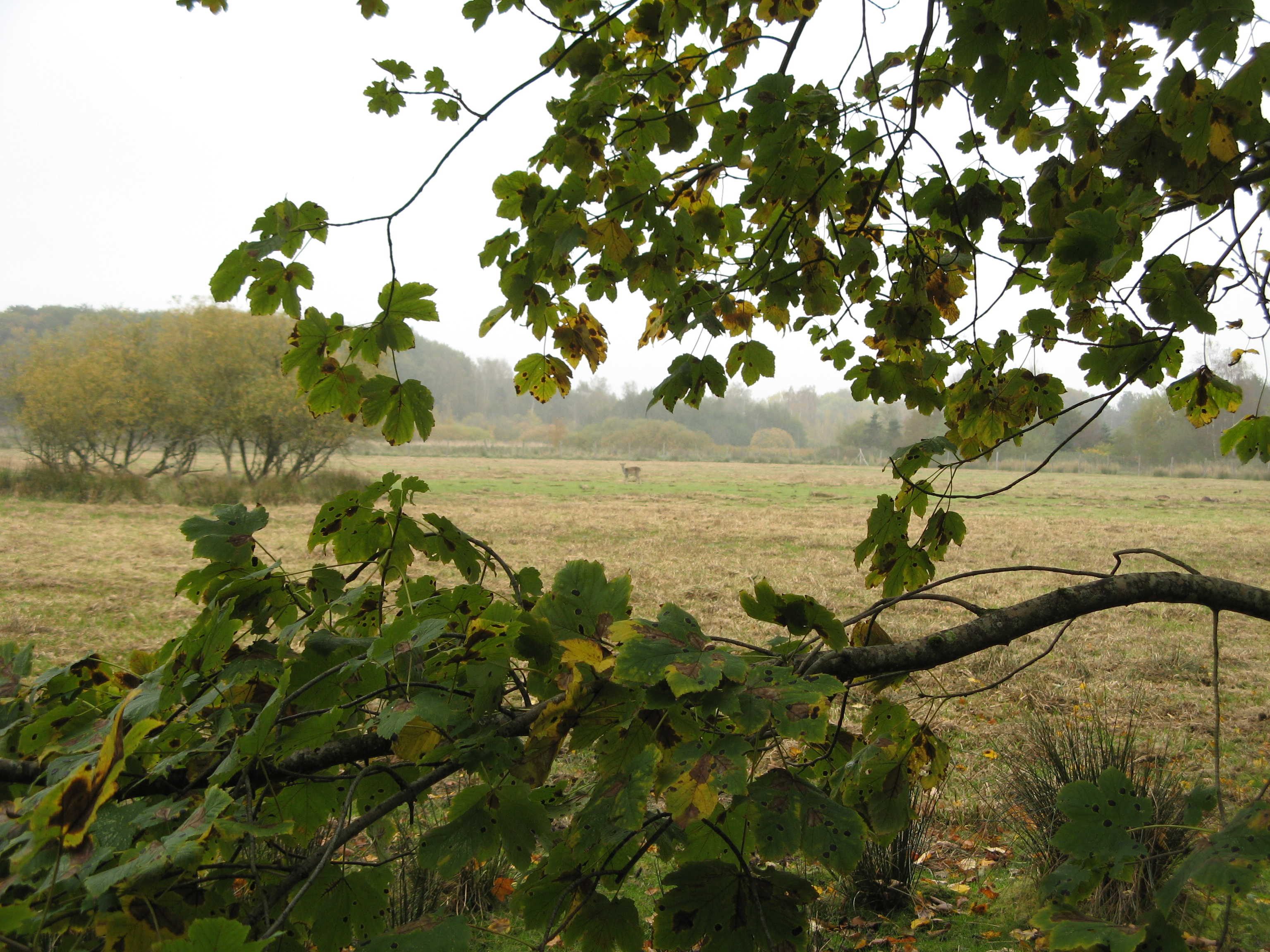 Mark med dådyr i Fladbro