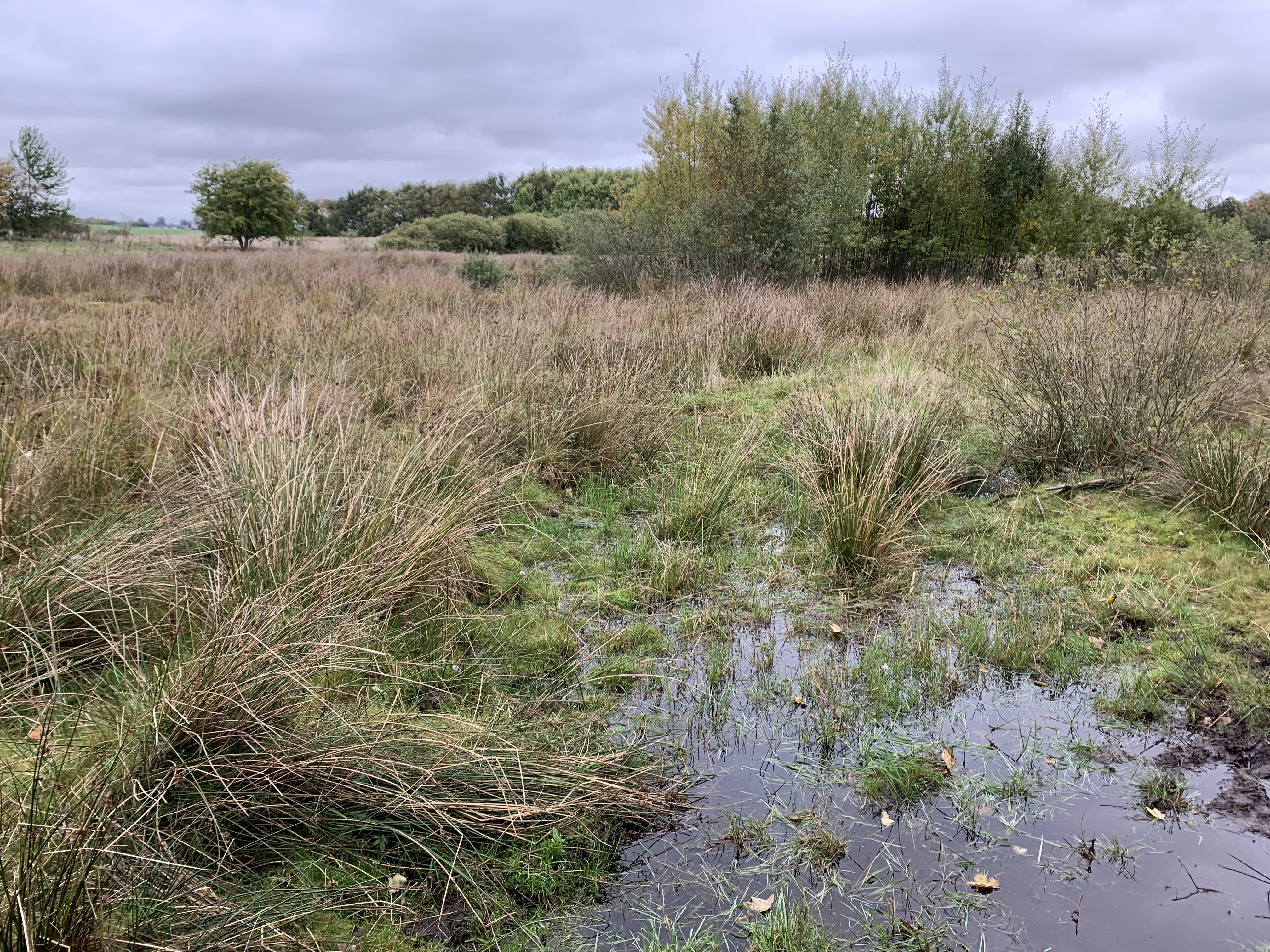 Gallemosen og det fantastiske fund
