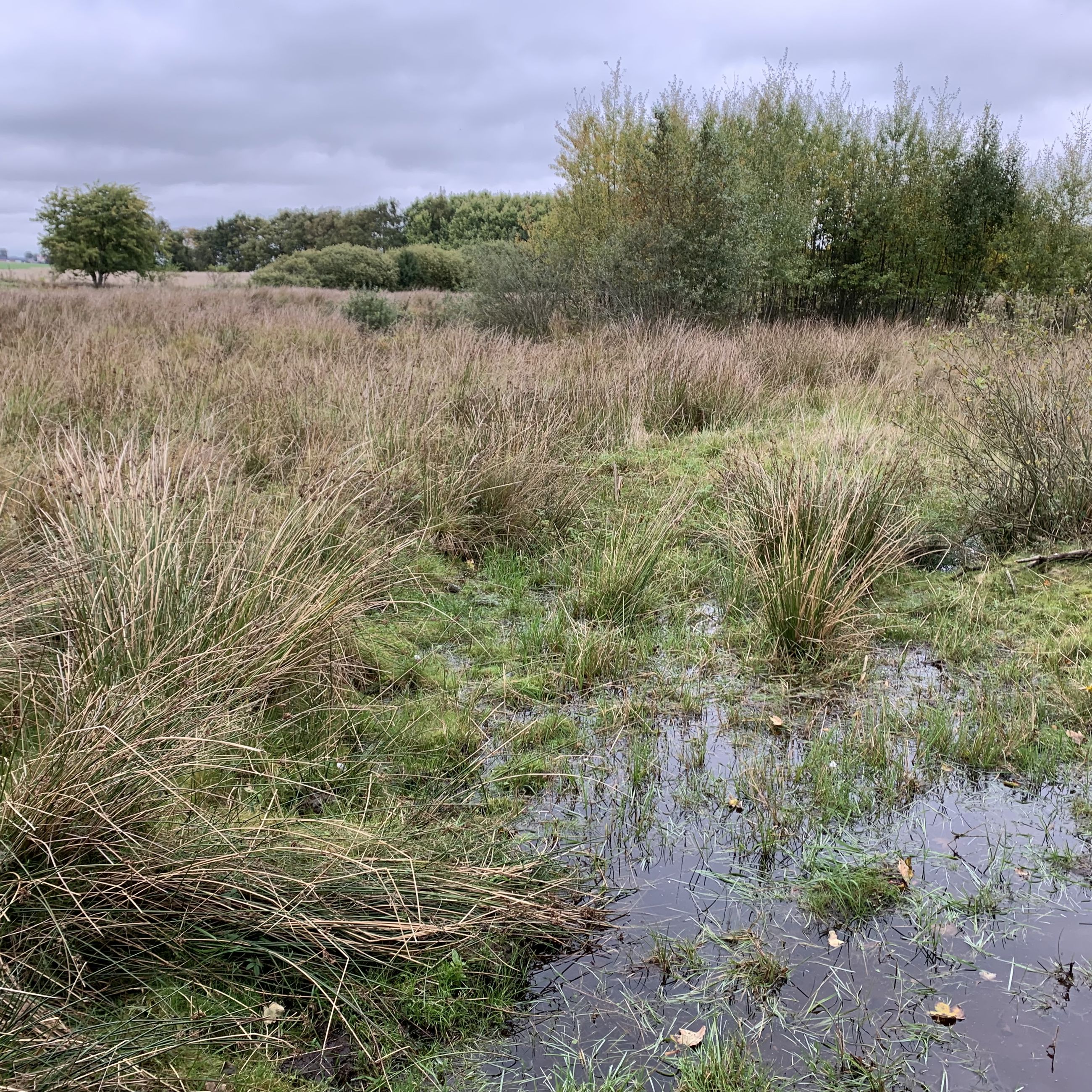Gallemosen og det fantastiske fund