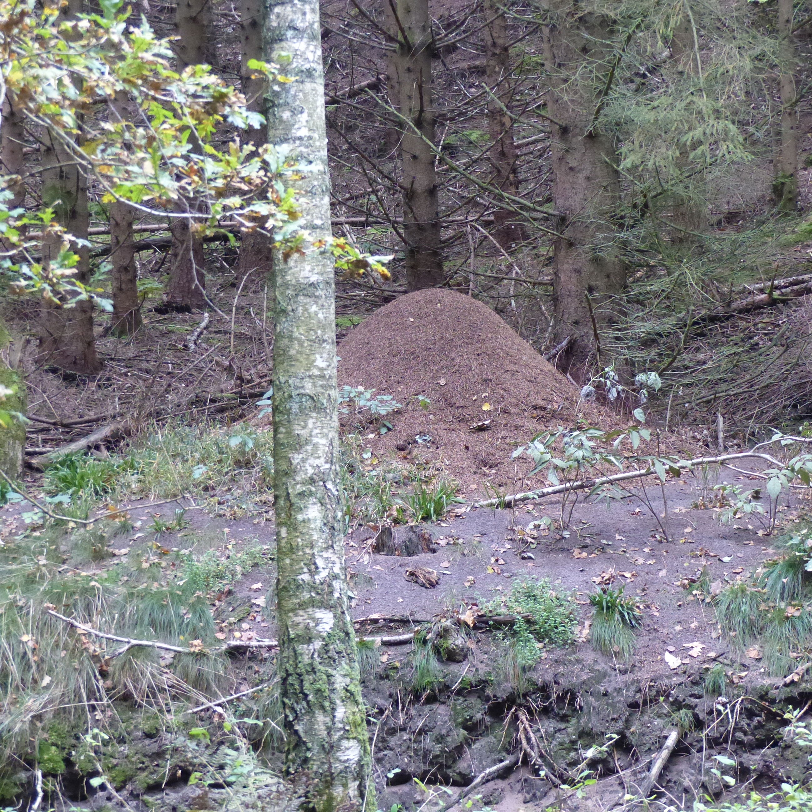 Myretuer i Fussingø Skov