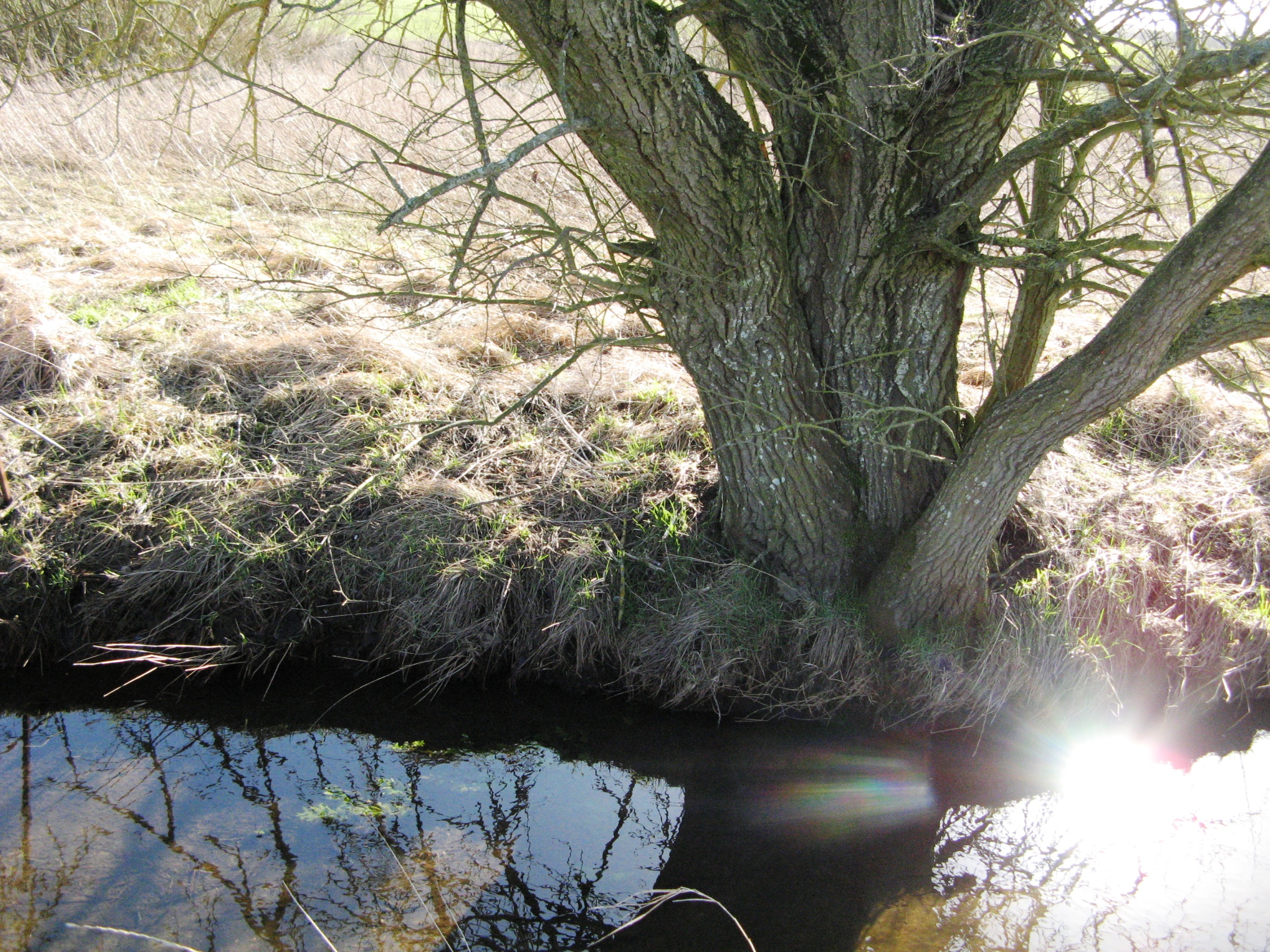 Træ og vand i området ved Gjerlev Kær