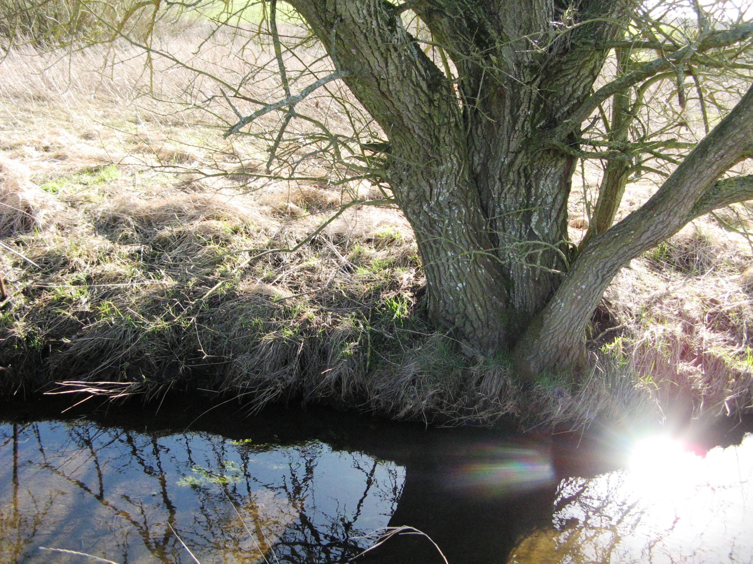 Træ og vand i området ved Gjerlev Kær