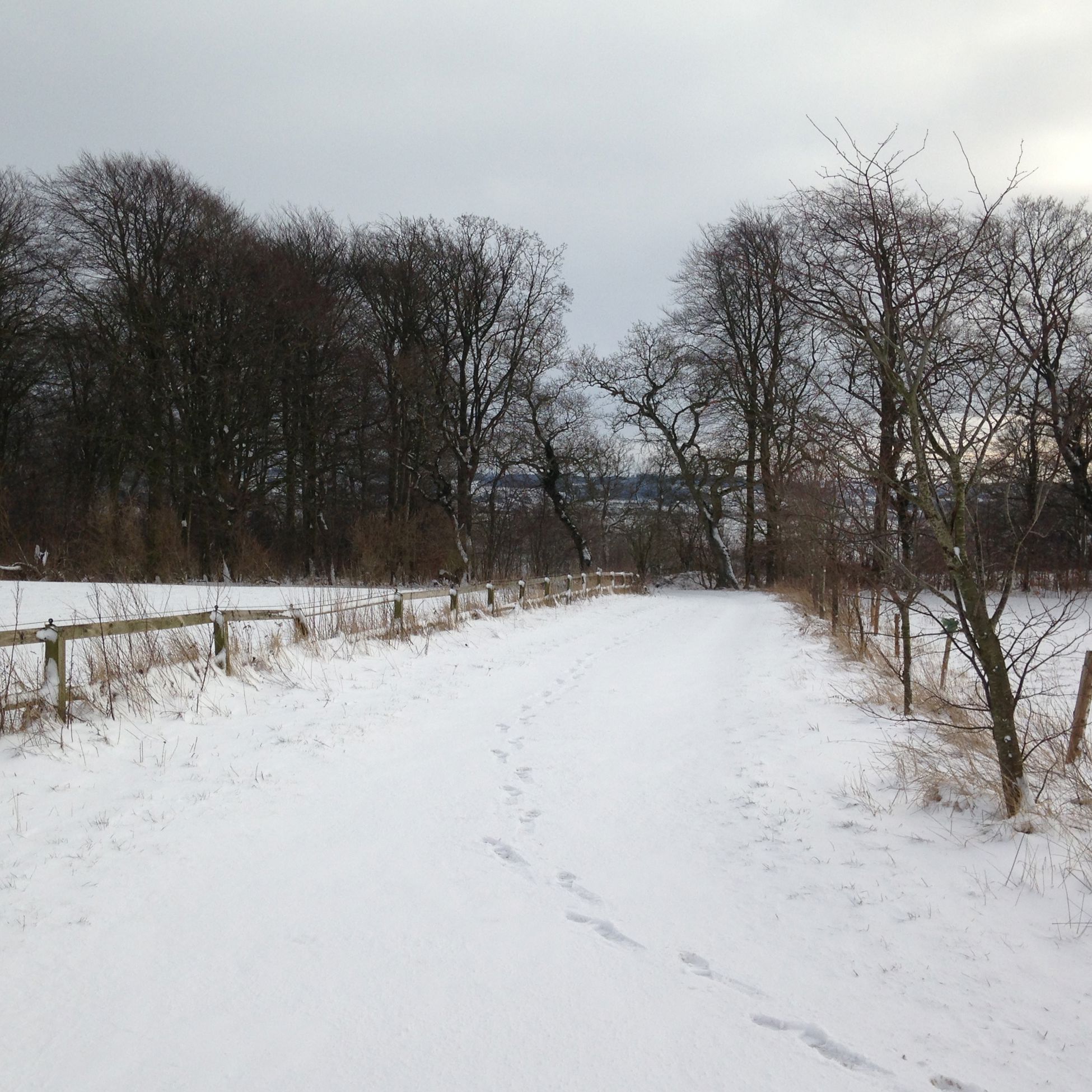 På travetur i lodsens fodspor