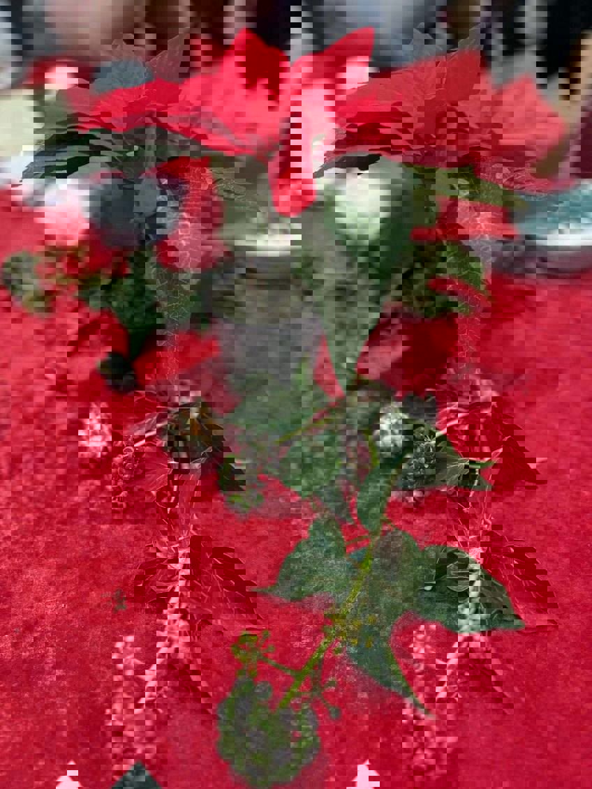 Juleopdækning med blomst